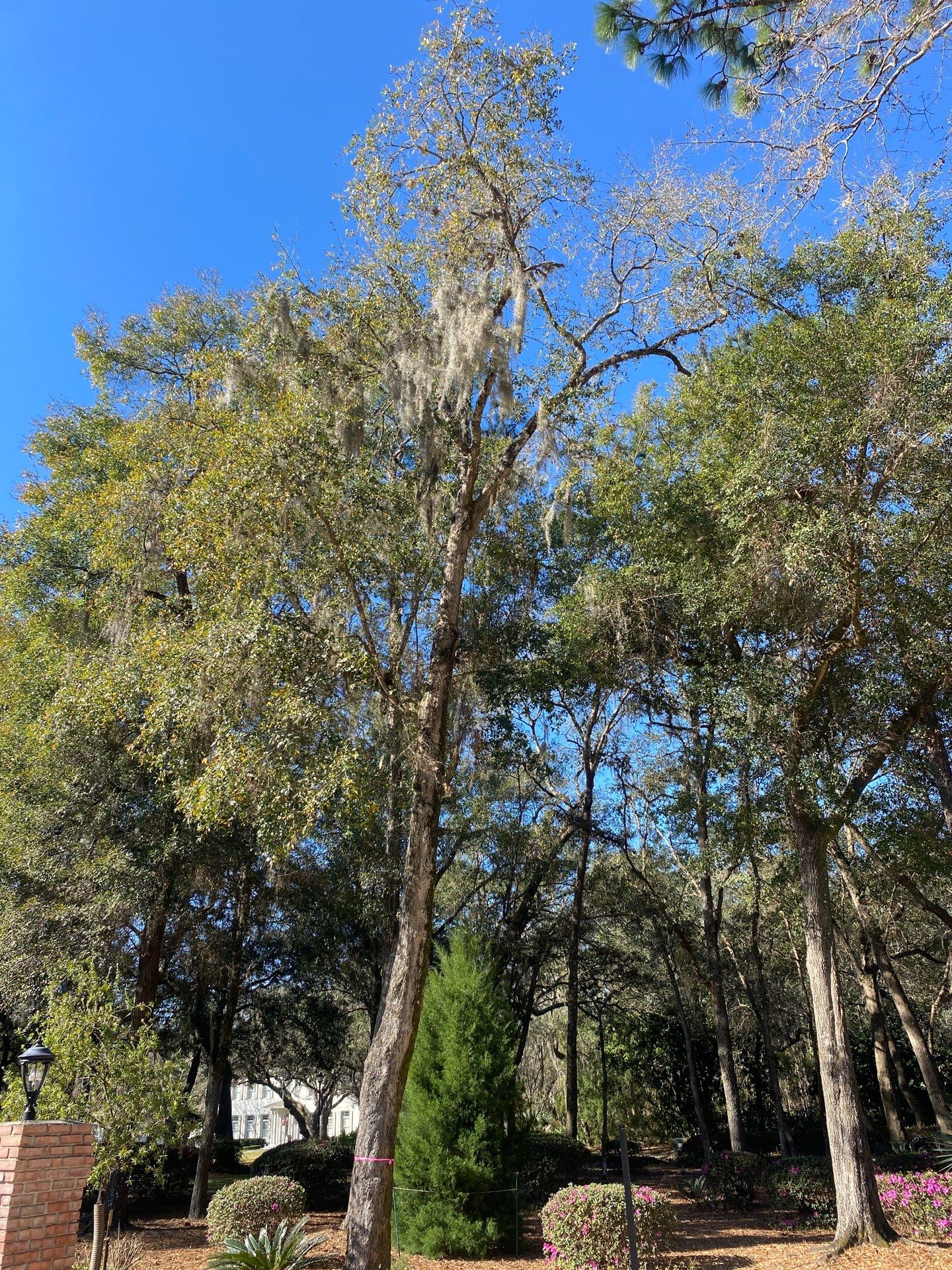 Deerwood Resident | Tree Removal by ProGreen Services