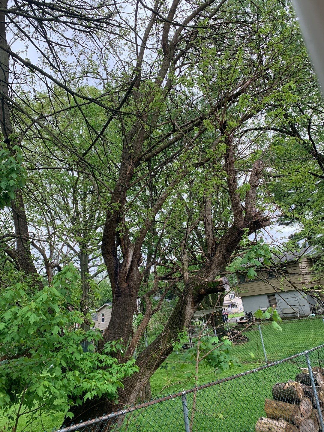 Tree Removal using Tree Removal by Mike Jones & Sons Tree Service LLC 