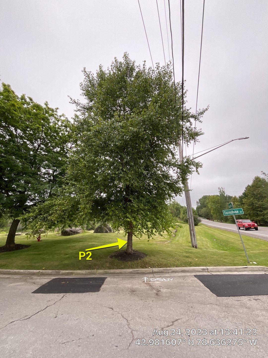 Tree Removal and Pruning by Treeman Tom LLC