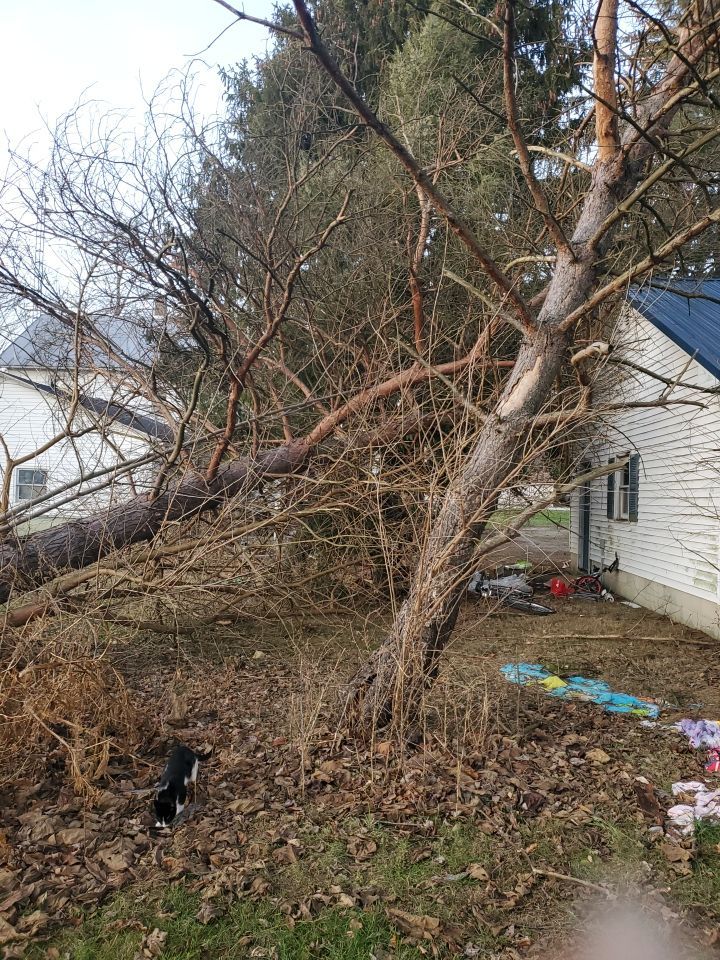 Storm Damaged Tree Removal  using Tree Removal by Mike Jones & Sons Tree Service LLC 