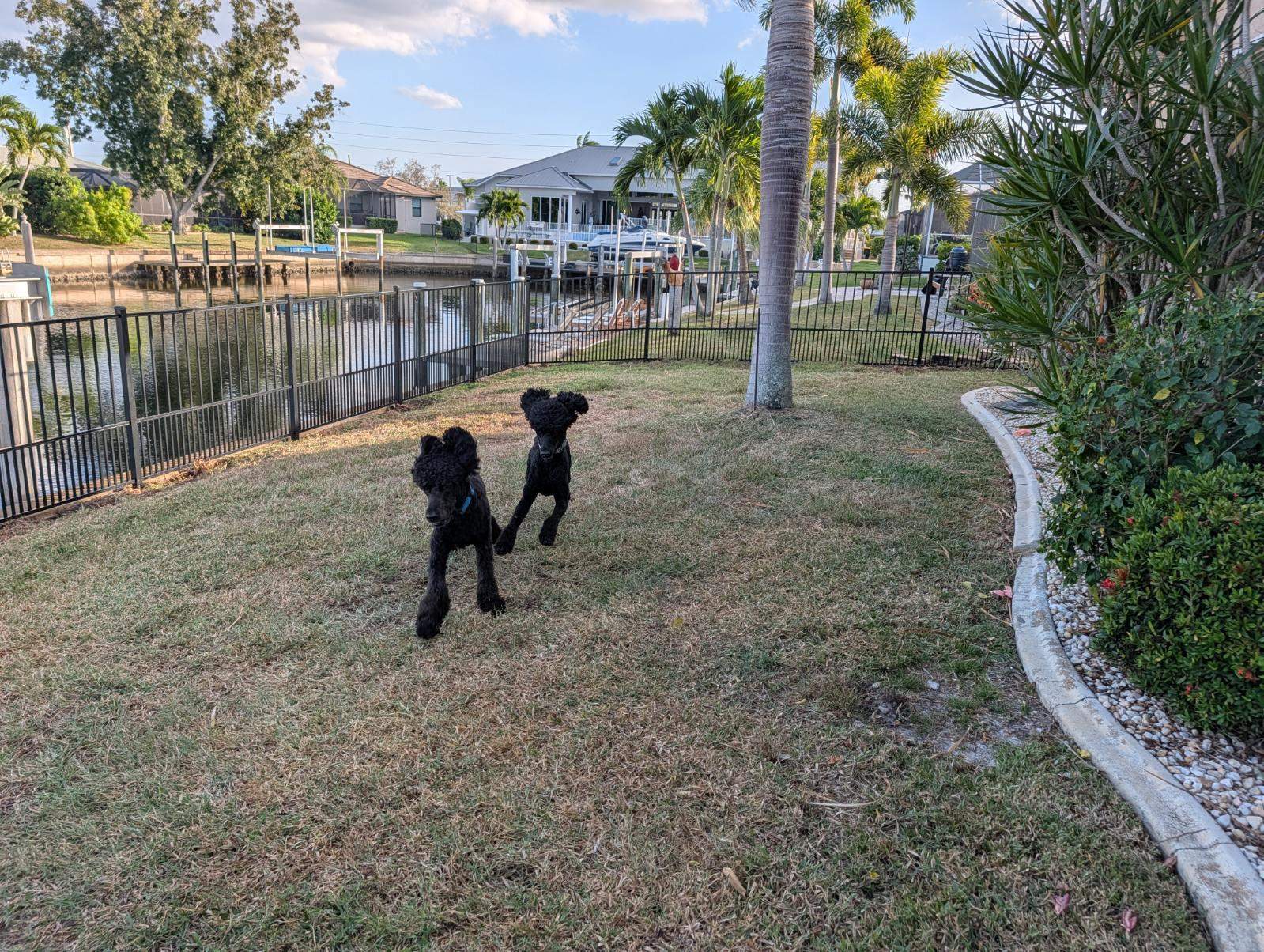 Puppy Picket Aluminum Fence in Punta Gorda by True Fence LLC