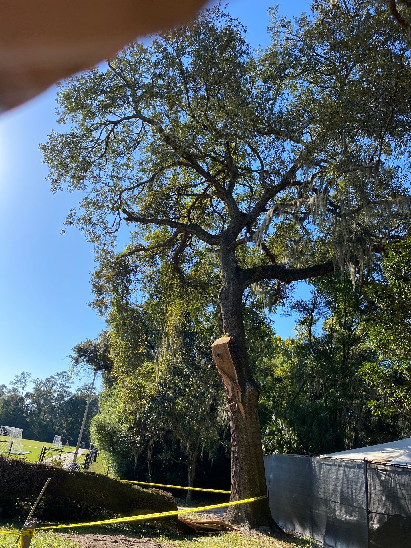 Episcopal | Large Tree Removal by ProGreen Services