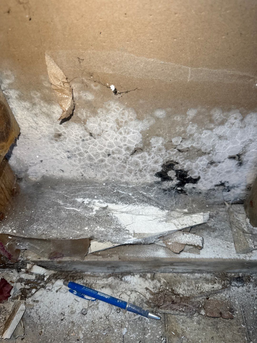 Mold Remediation Project by Chicagoland Water Medics