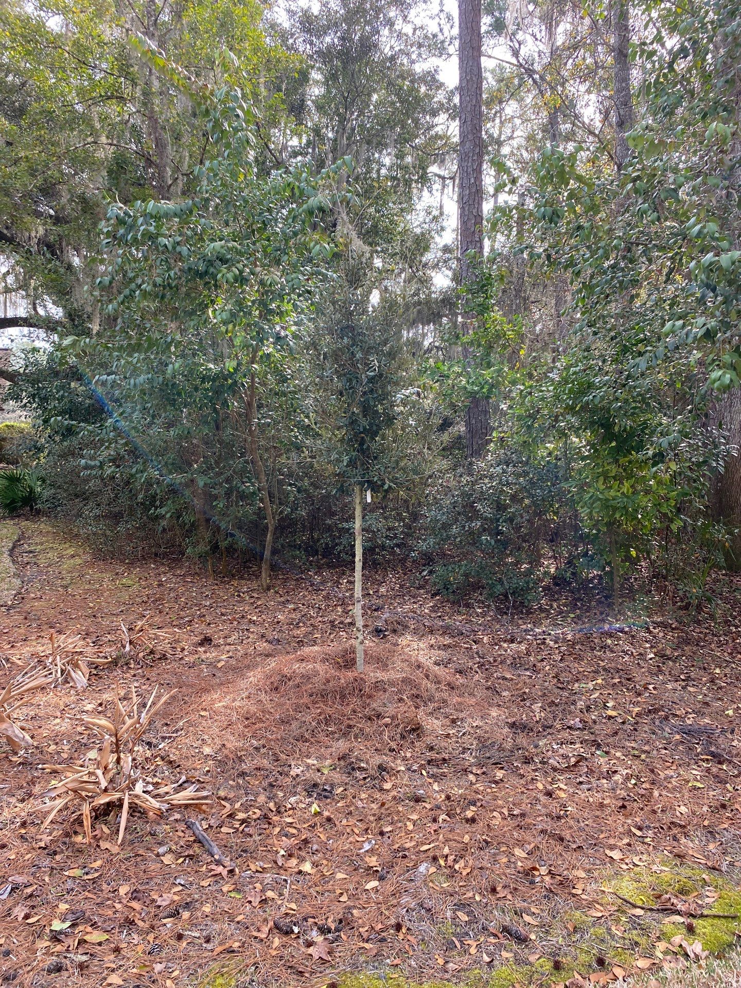 Deerwood Resident | Tree Install by ProGreen Services