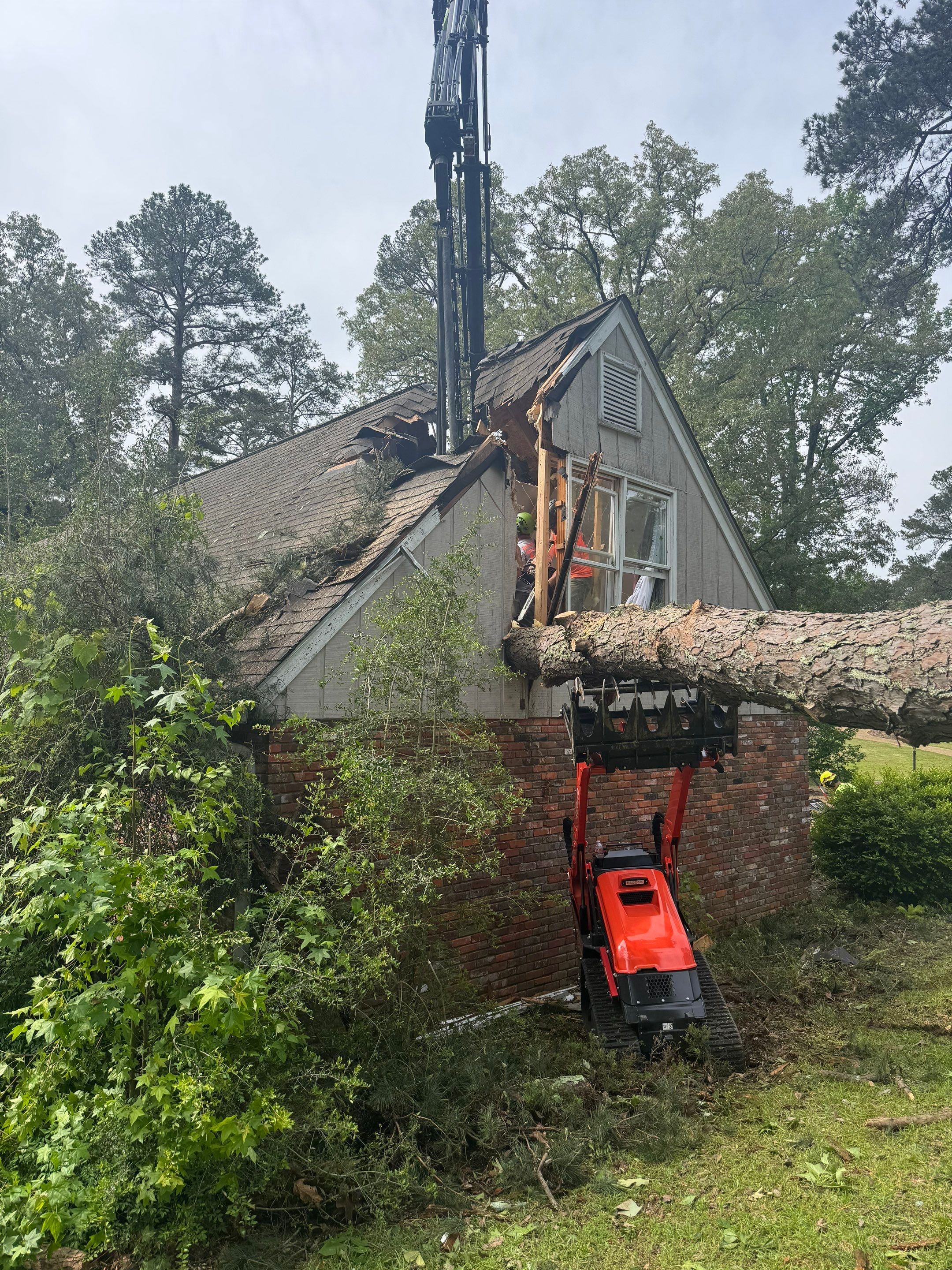 Disaster Relief - Uprooted Pine by American Arbor