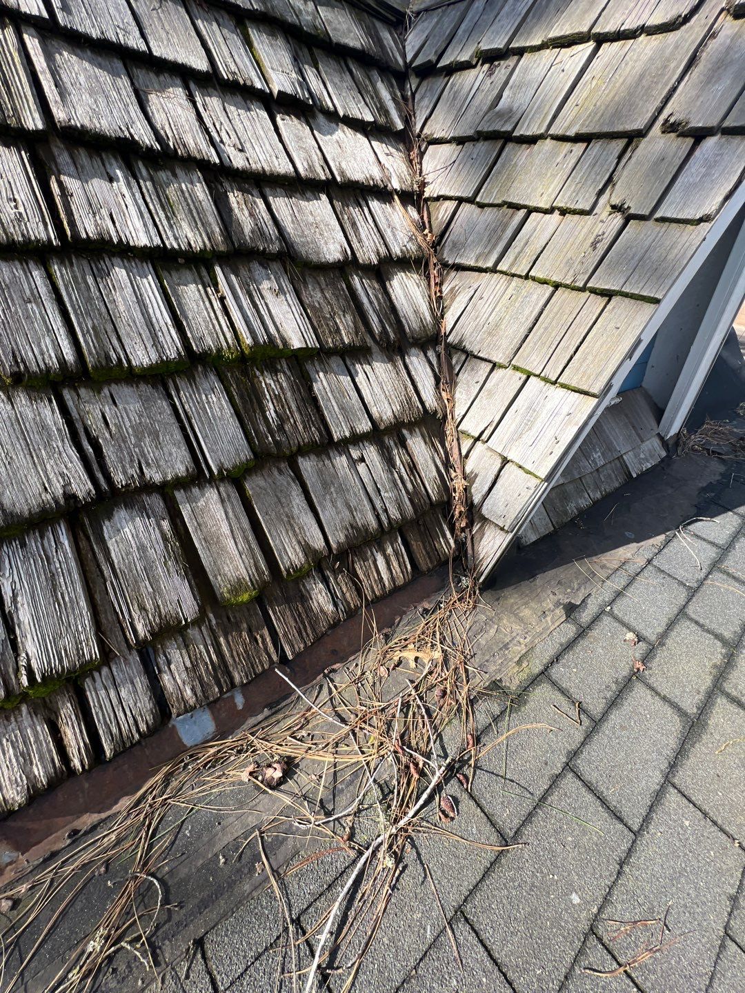 Cedar Shake Install using #1 Blue Label Cedar Shingles for the Albany Visitors Association  by Orezona Building & Roofing Company, Inc.