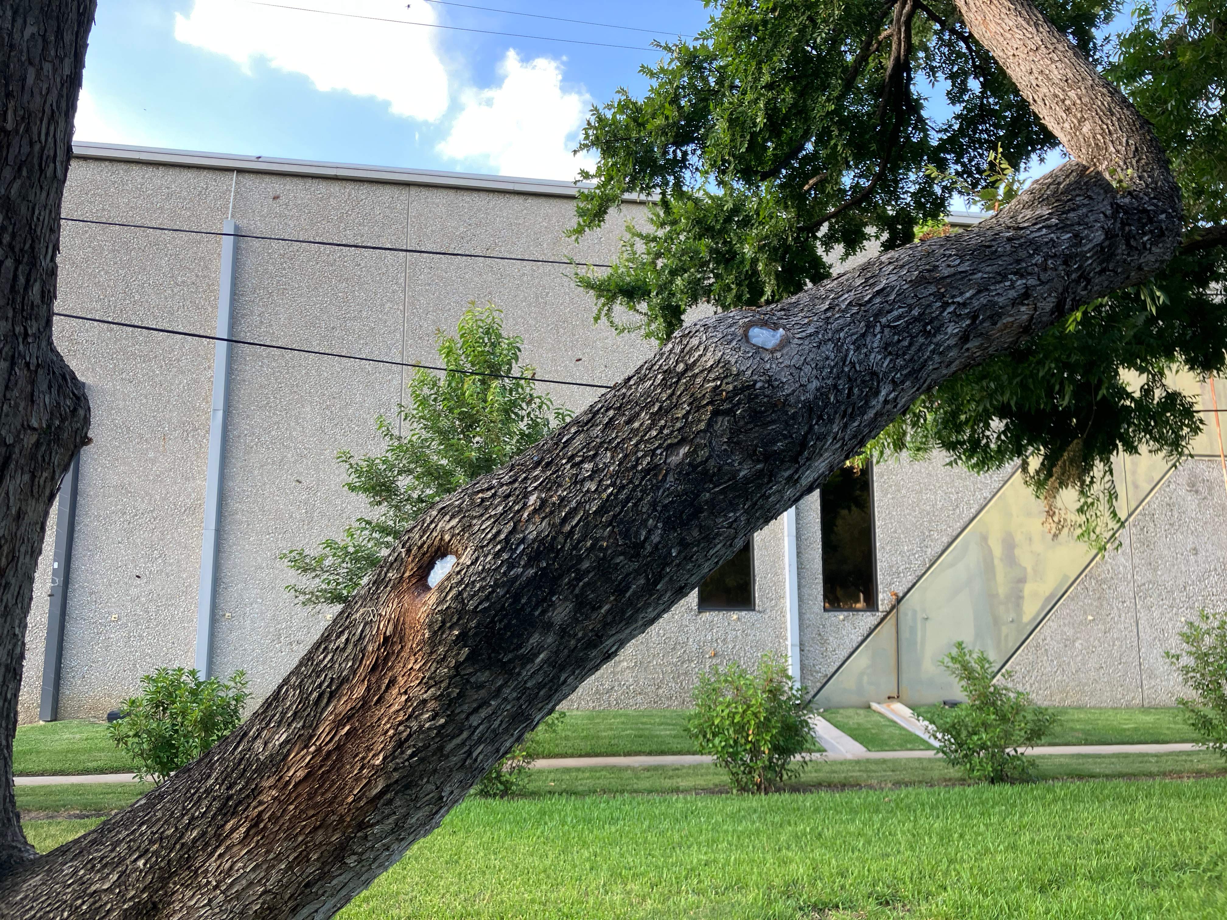 Favorite Tree Job by Rockwall Honey Bee Company