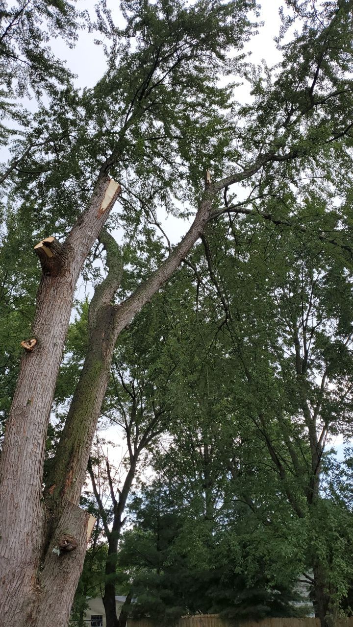 Tree Removal by Mike Jones & Sons Tree Service LLC 