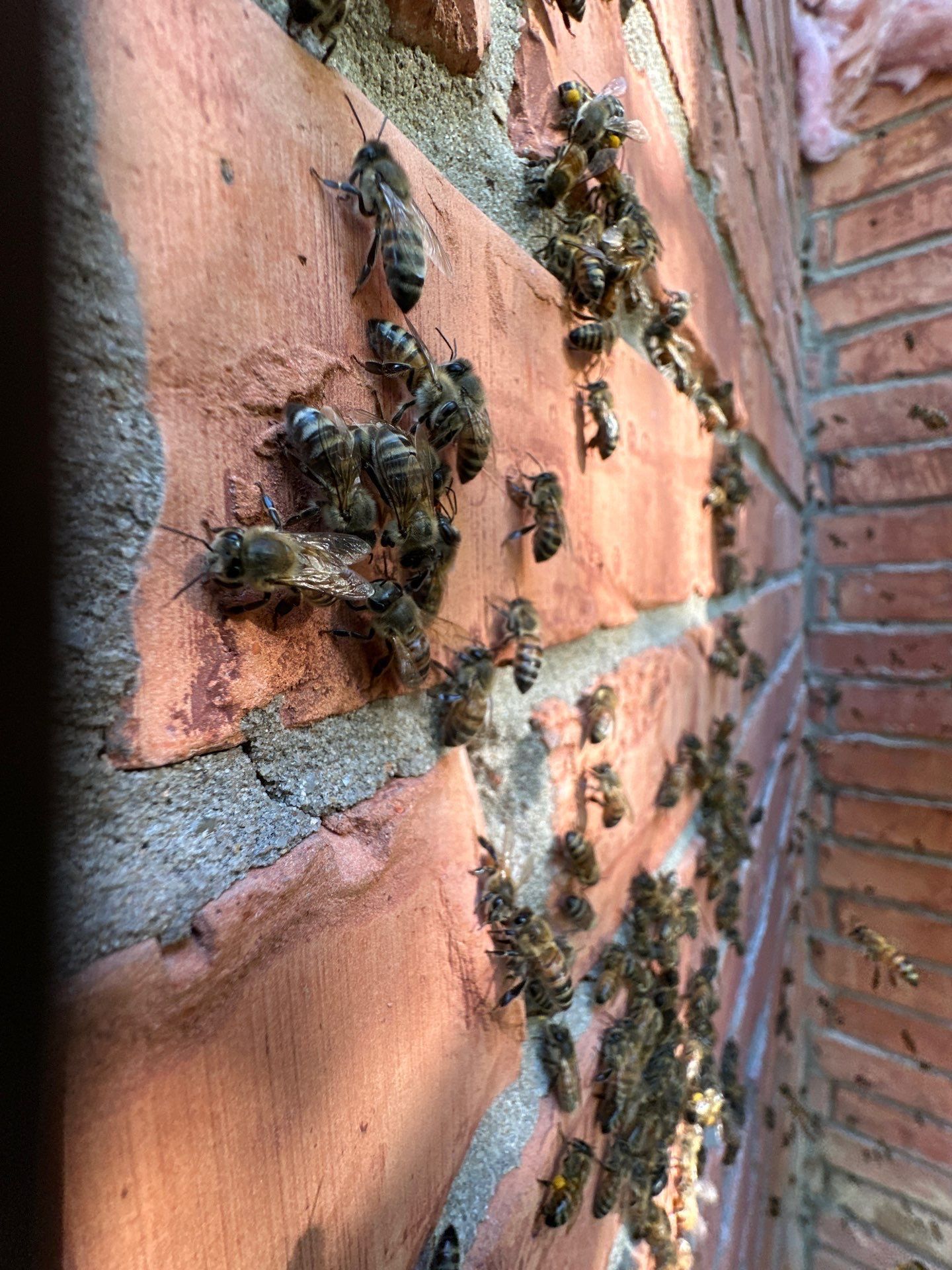 Bees Behind Bricks by Rockwall Honey Bee Company