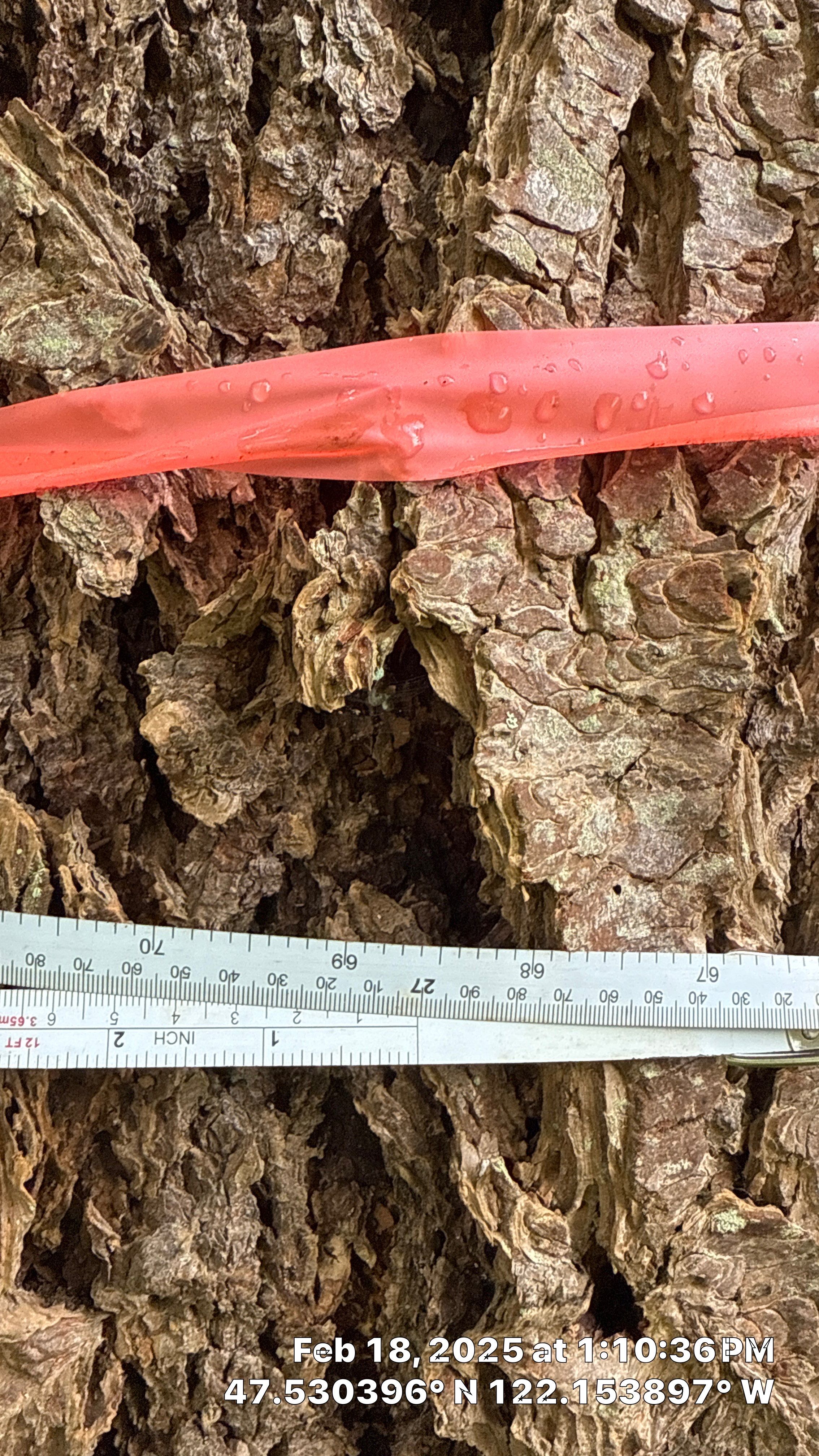 🌲 Newcastle HOA Arborist Report by Sound Tree Care LLC