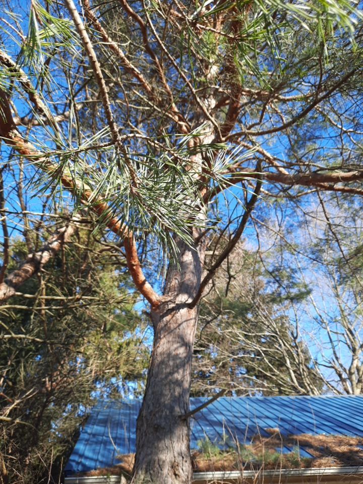 Storm Damaged Tree Removal  using Tree Removal by Mike Jones & Sons Tree Service LLC 