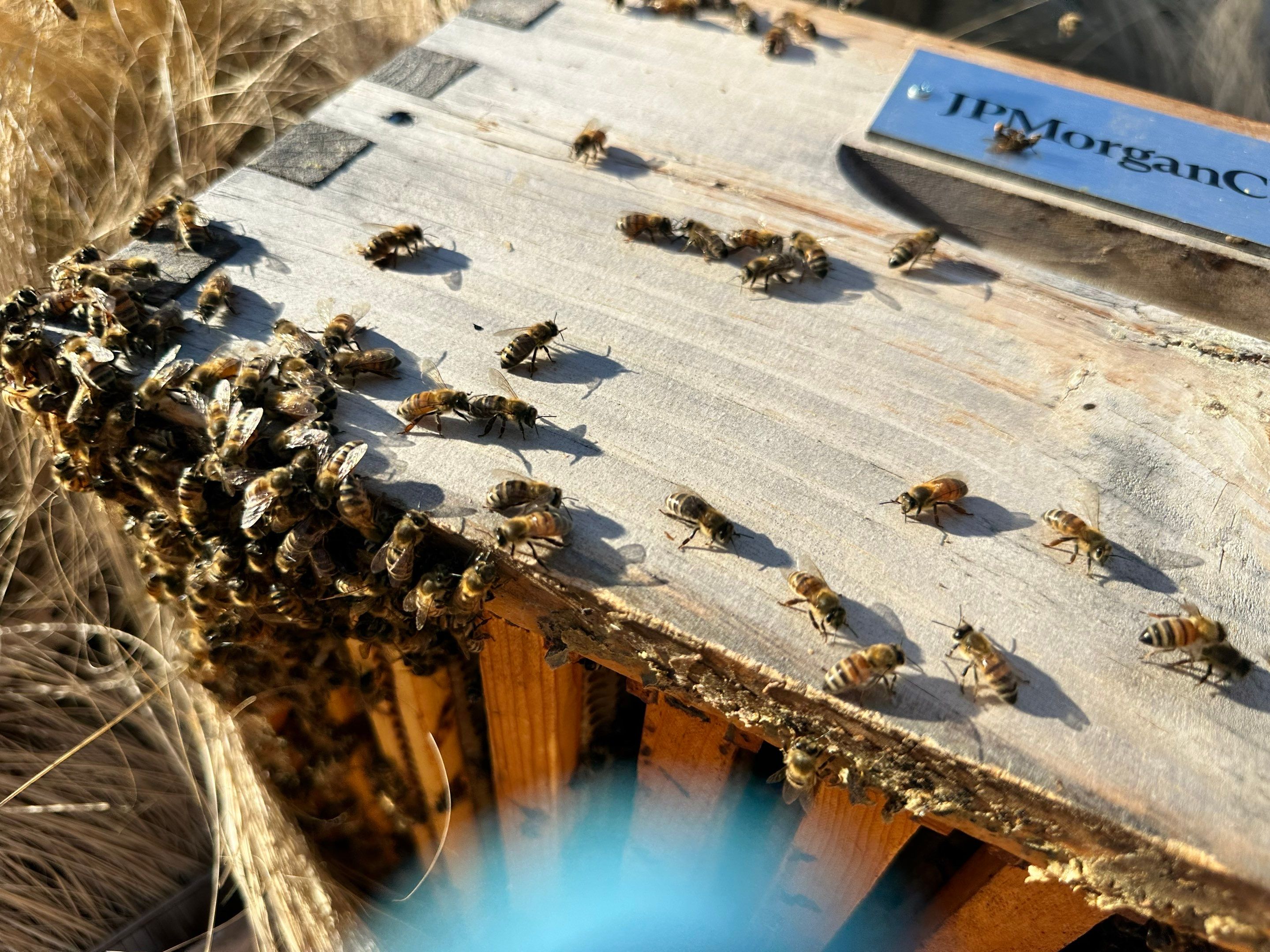 Frisco Corporate HQ by Rockwall Honey Bee Company