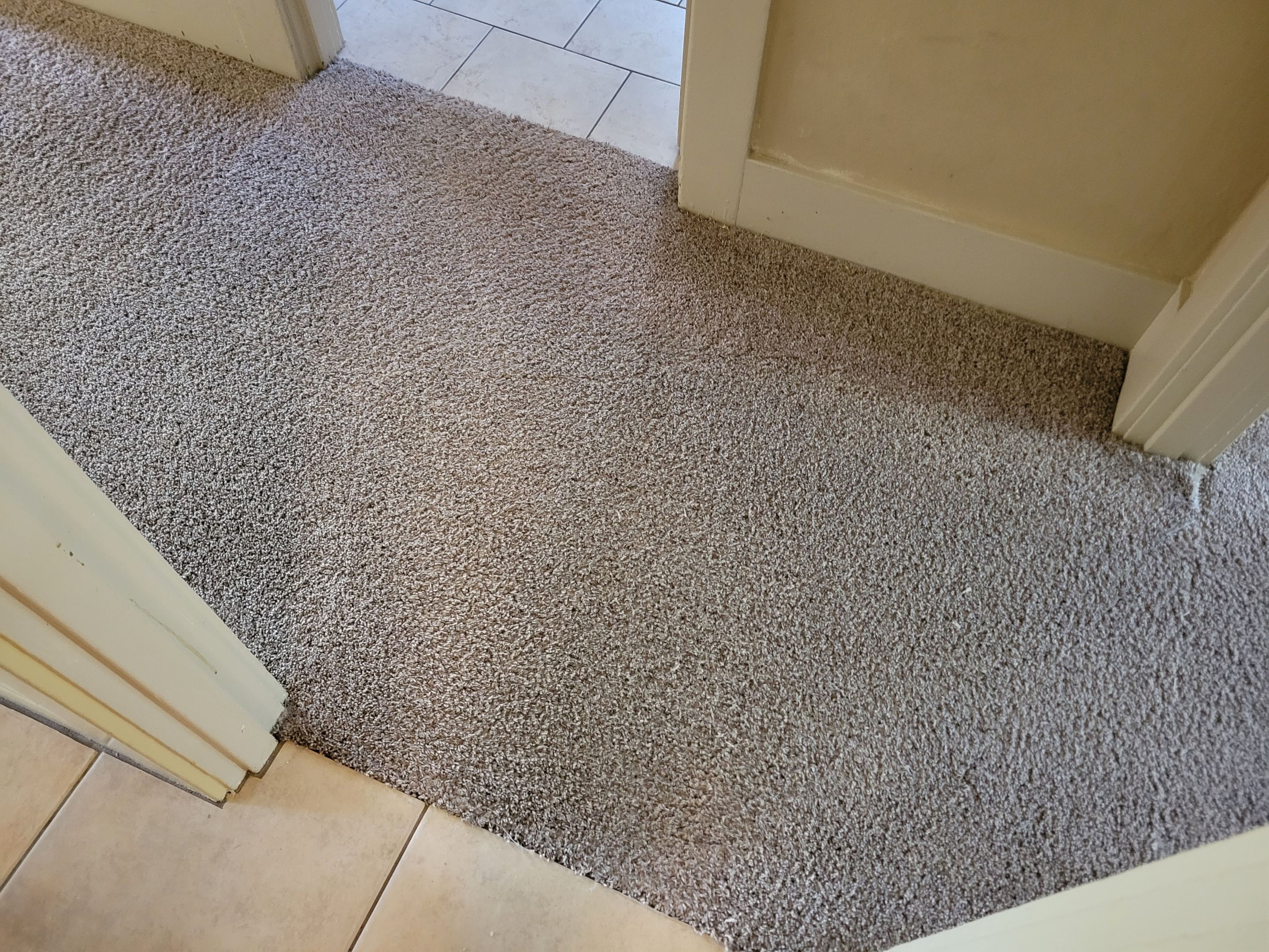 Pet Treatment and Carpet Cleaning by Ardent Carpet Restore LLC