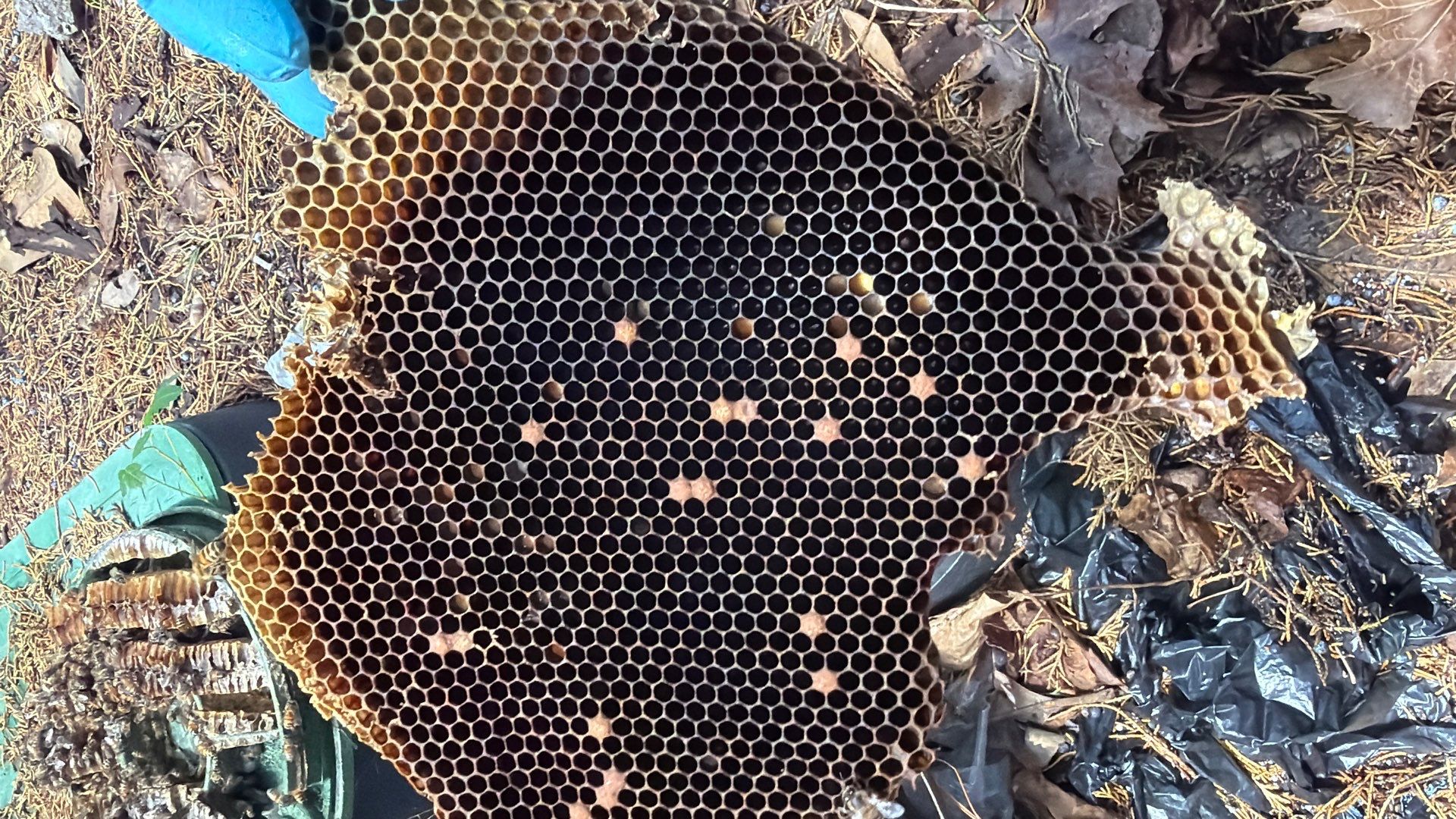 Mossy Mystery Bees by Rockwall Honey Bee Company