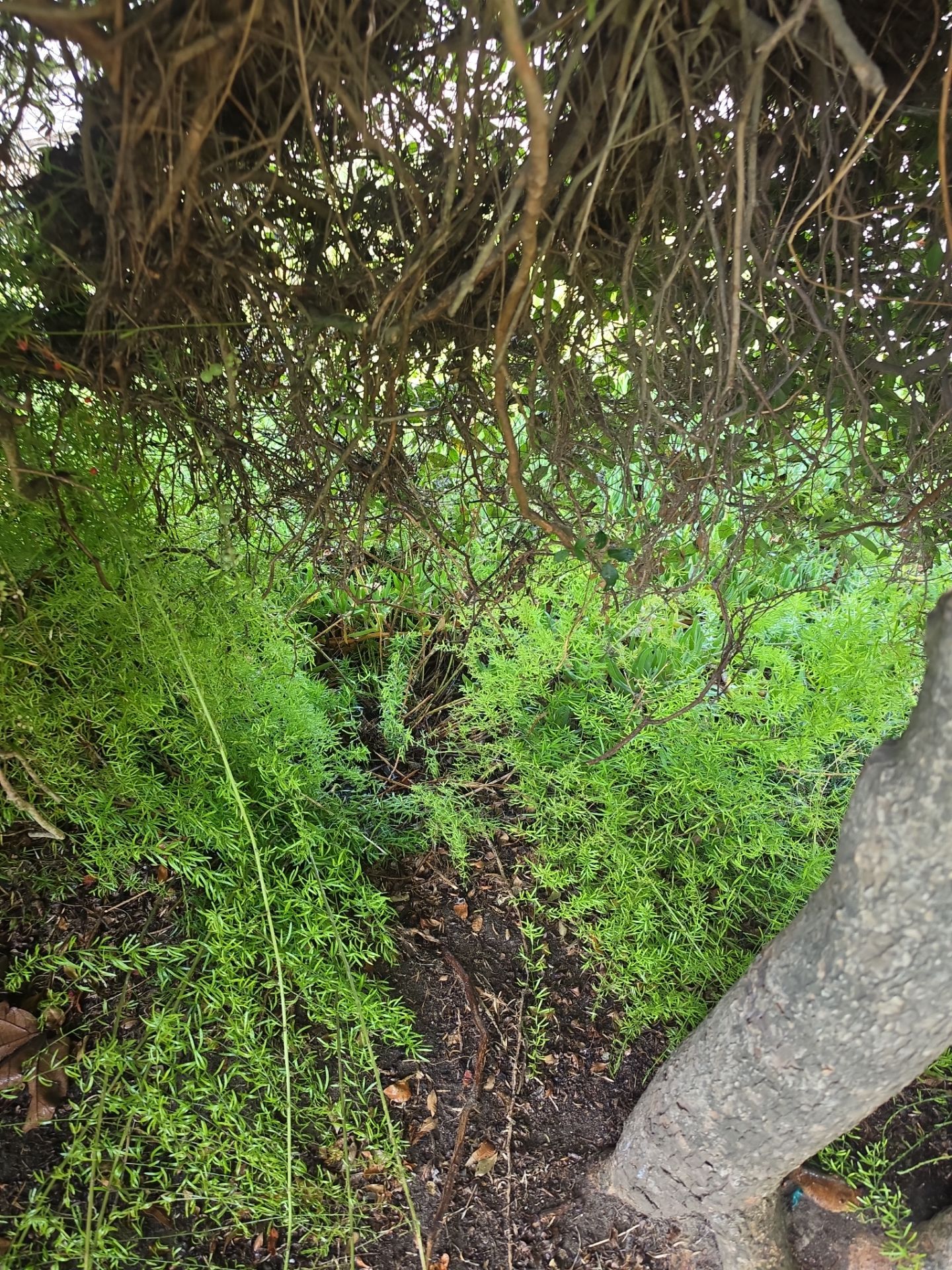 Residential Irrigation System Repair and Pipe Installation in Carlsbad by Yard Techs