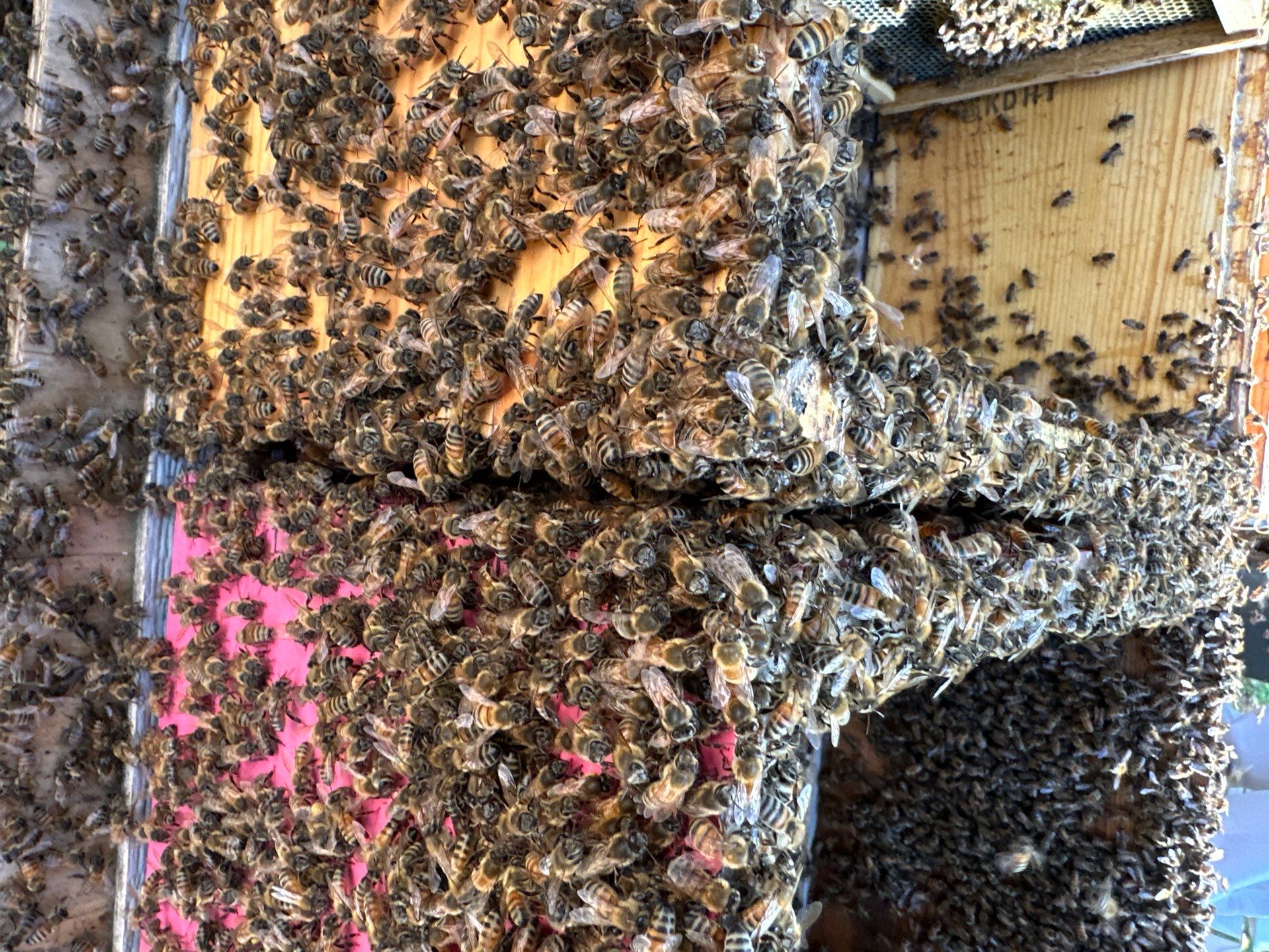 Tree Farm Apiary by Rockwall Honey Bee Company