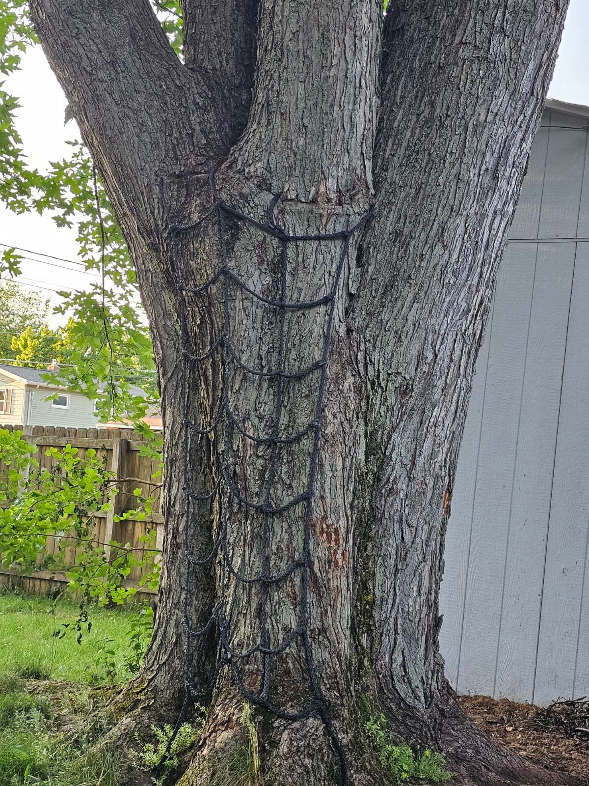 Tree Trimming using Tree Pruing by Mike Jones & Sons Tree Service LLC 