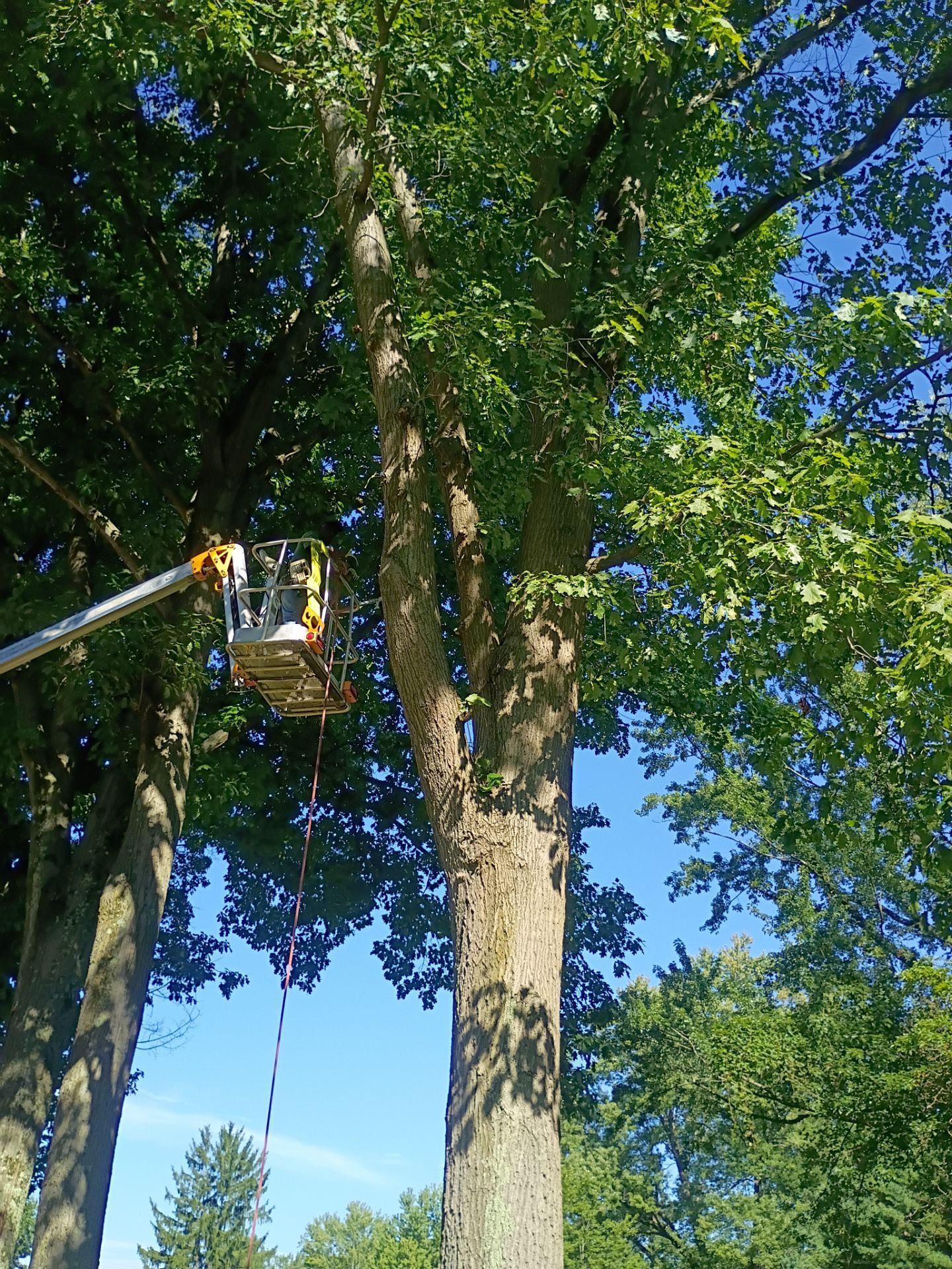 Tree Trimming & Tree Removal in Akron Ohio by Mike Jones & Sons Tree Service LLC 