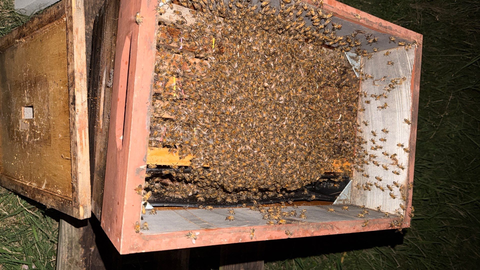 Kitchen ceiling bees by Rockwall Honey Bee Company