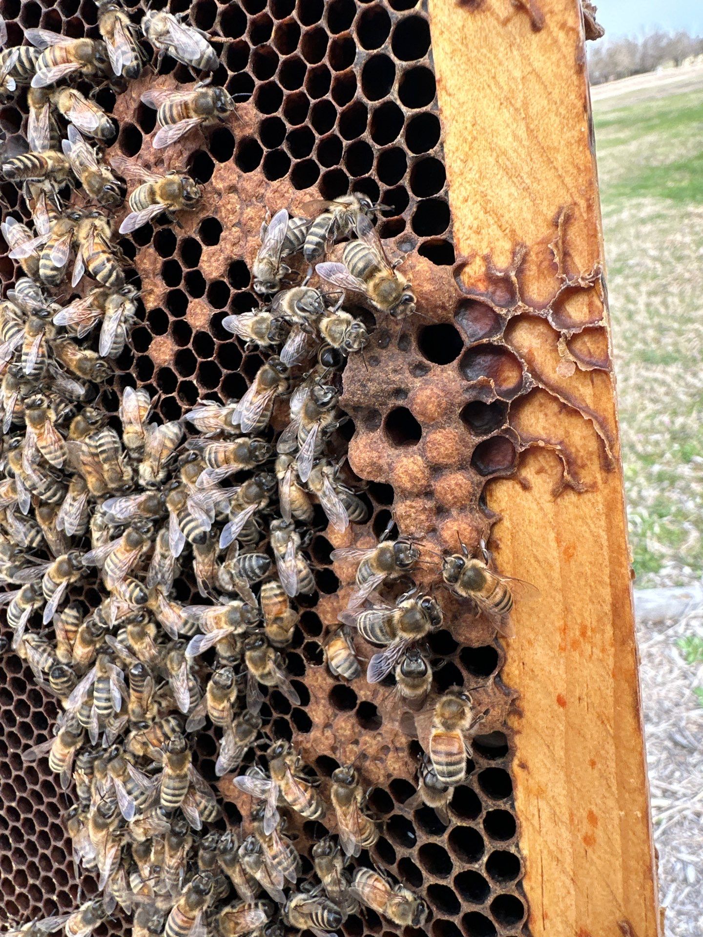 Ag. Exemption Client in Wylie by Rockwall Honey Bee Company