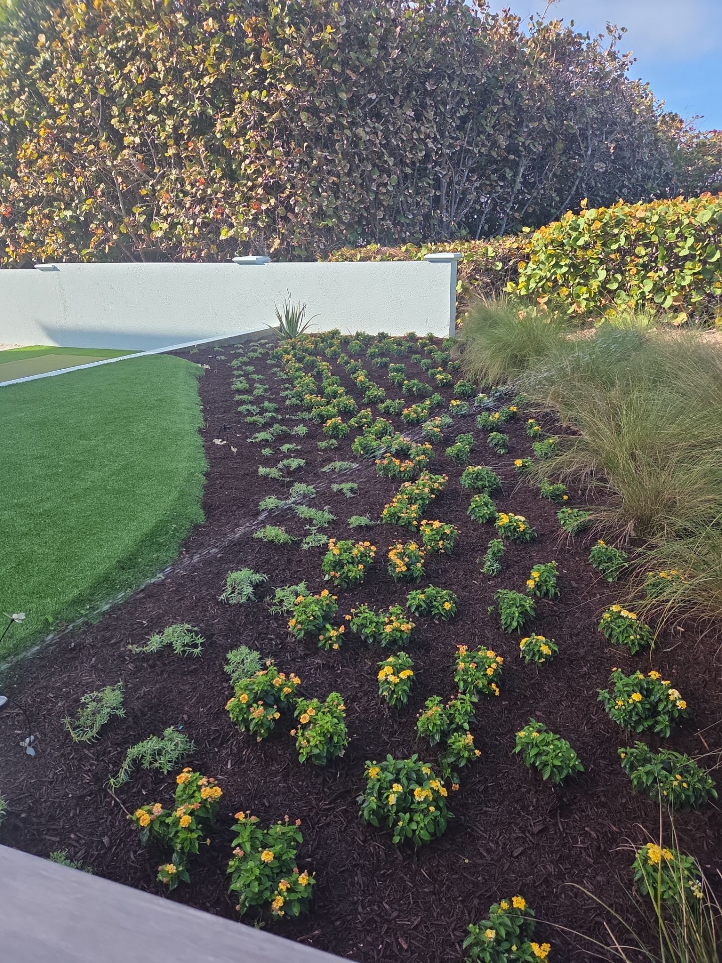 Hutchinson Island Oceanfront Landscape Restoration by Alpha Zeta Enterprises Inc