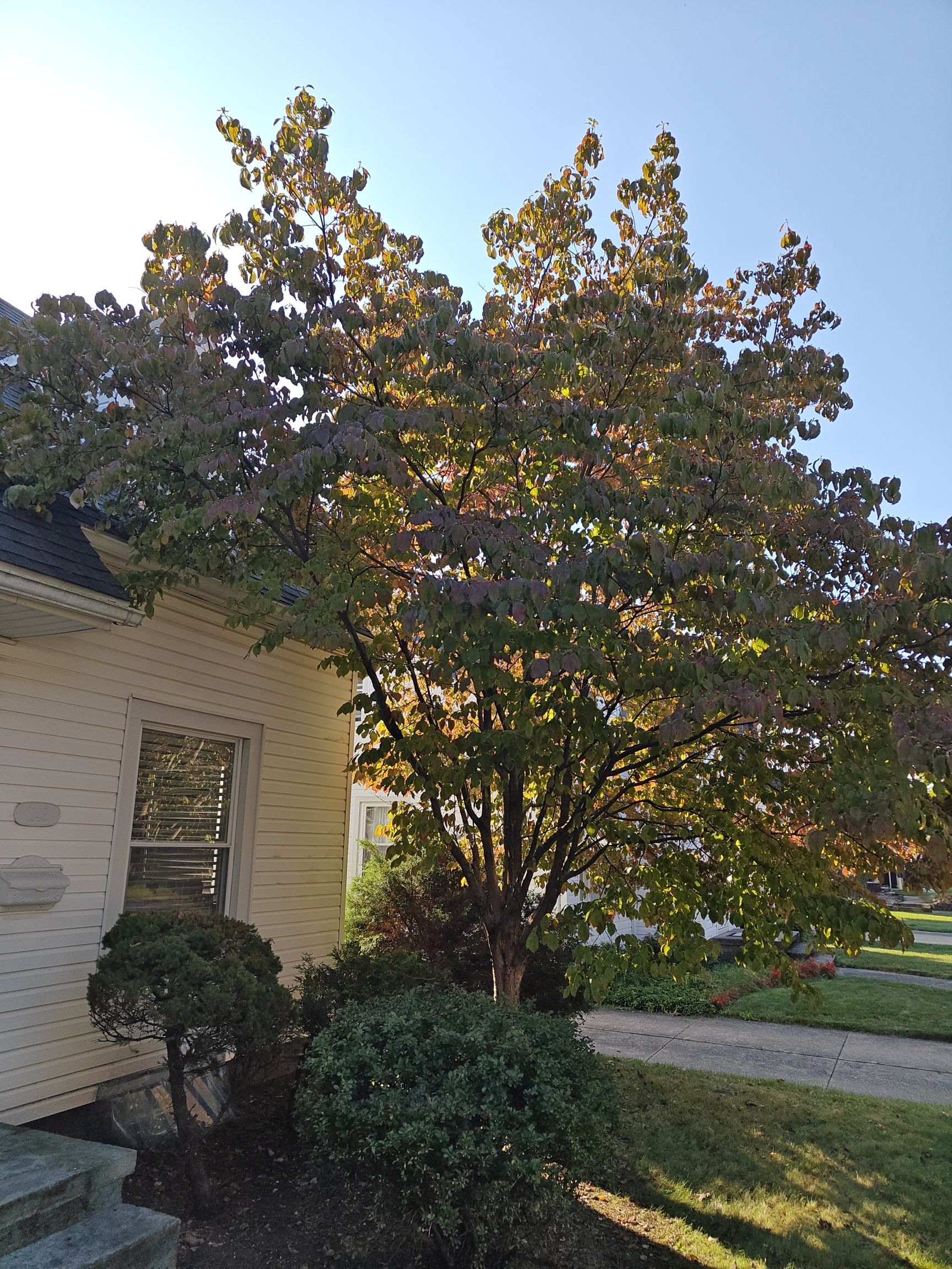 Tree Trimming using Tree Pruing by Mike Jones & Sons Tree Service LLC 