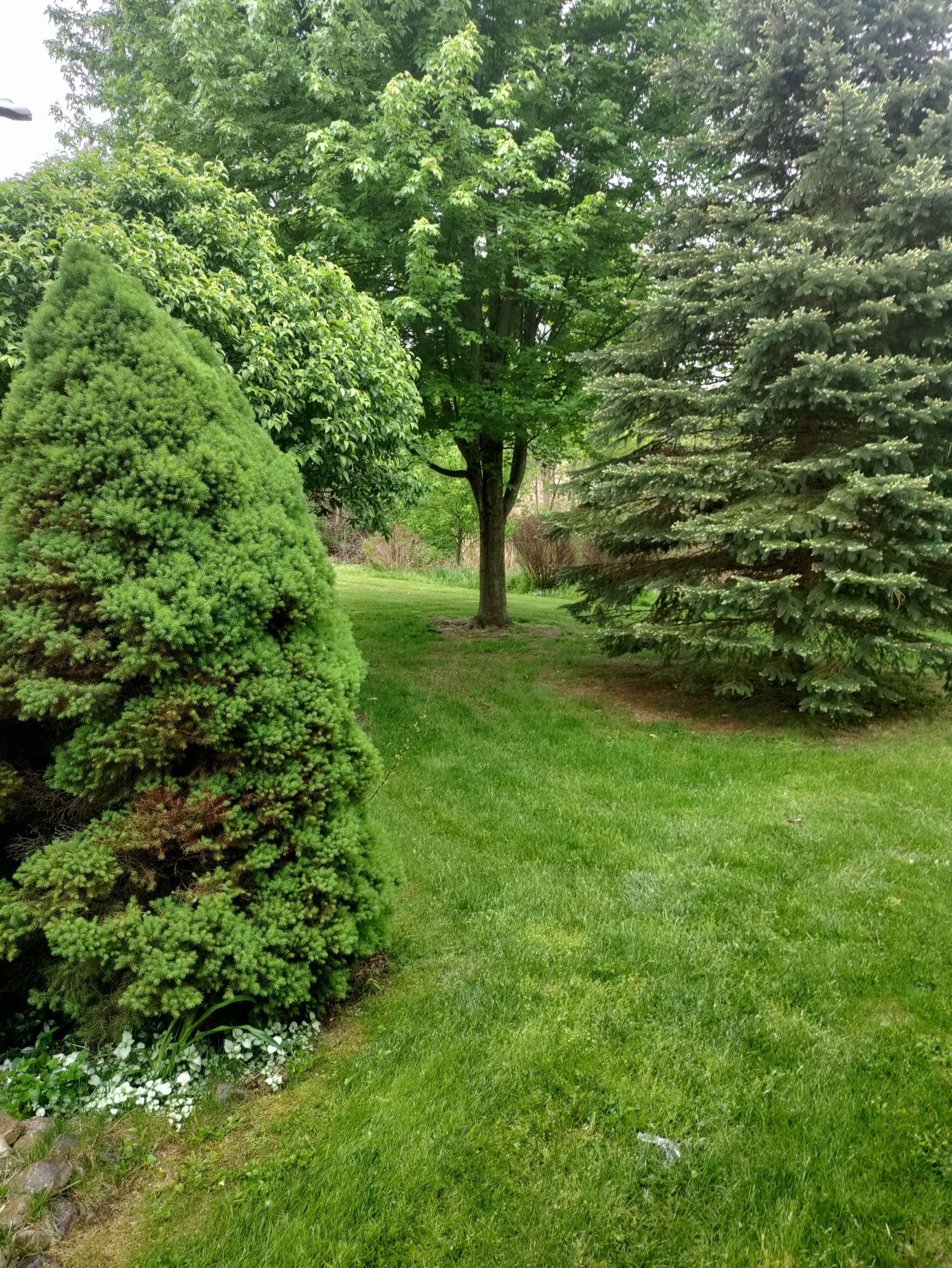 Tree Removal using Tree Removal by Mike Jones & Sons Tree Service LLC 