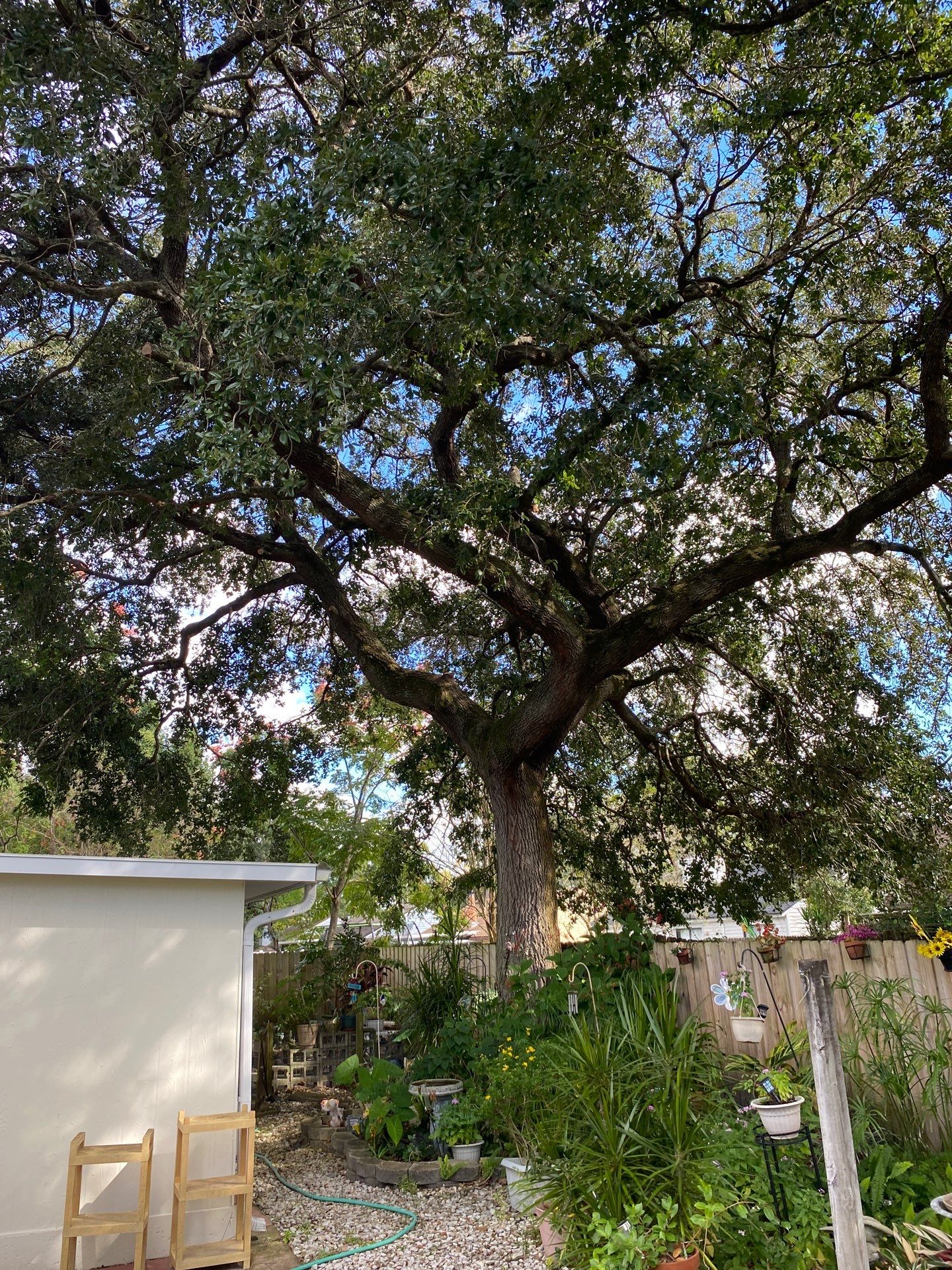 Tree Trimming | Residential by ProGreen Services