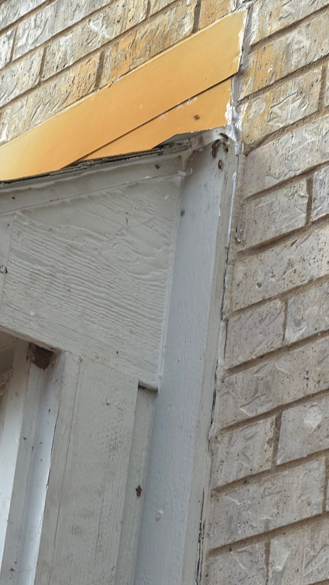 No Rush for these Bees by Rockwall Honey Bee Company