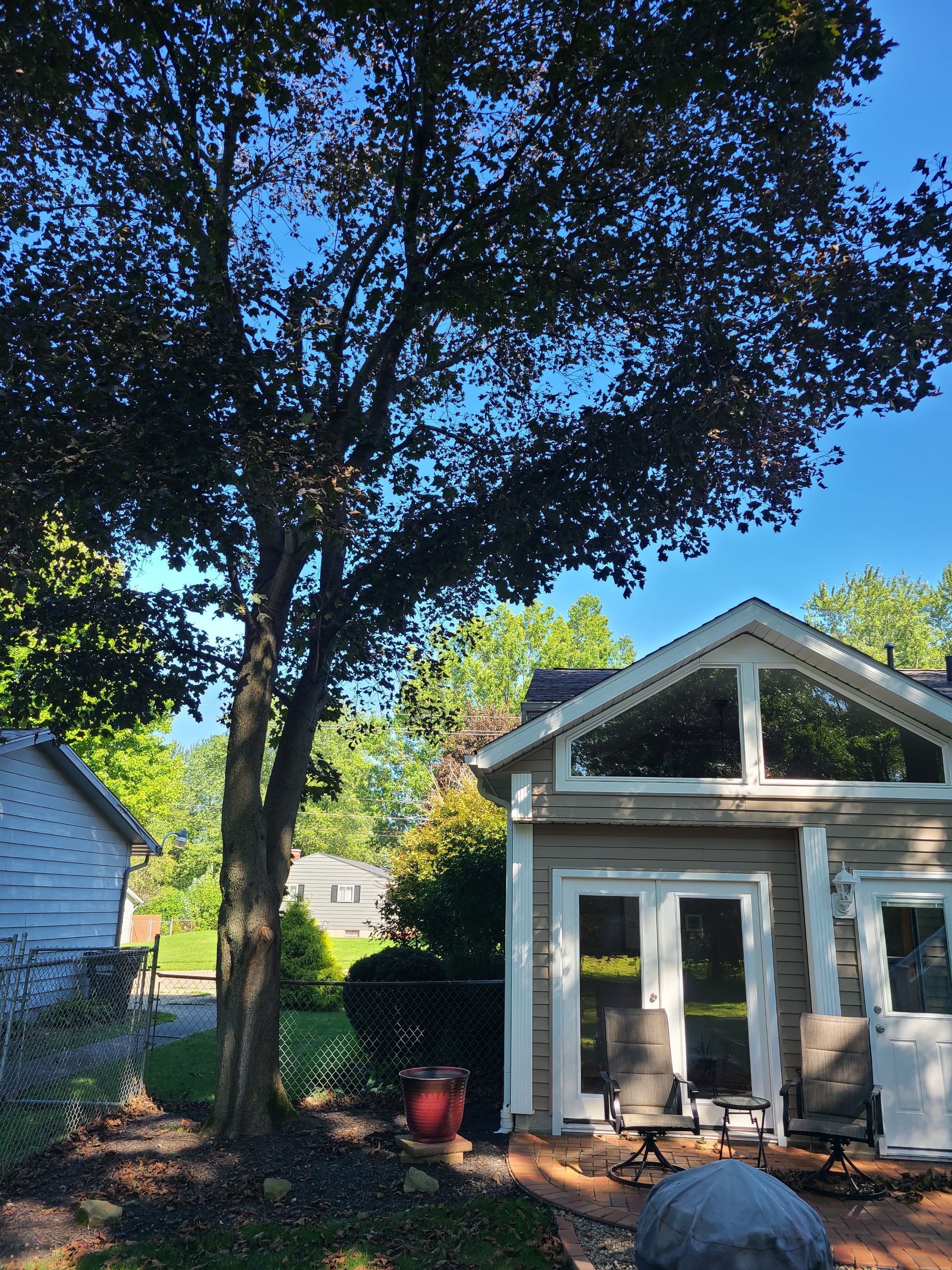 Oak Tree Removal by Mike Jones & Sons Tree Service LLC 