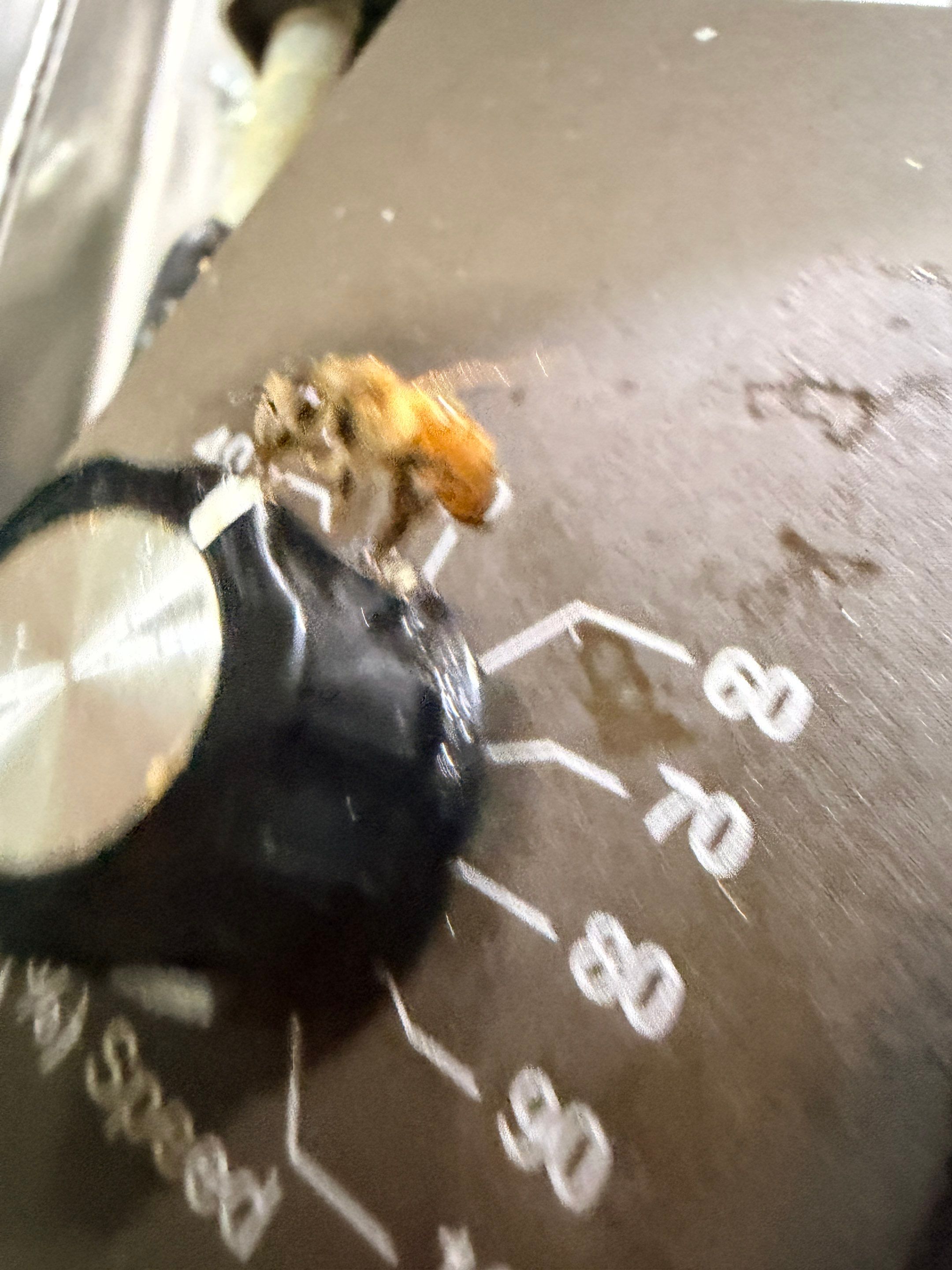 Project in Royse City, TX by Rockwall Honey Bee Company