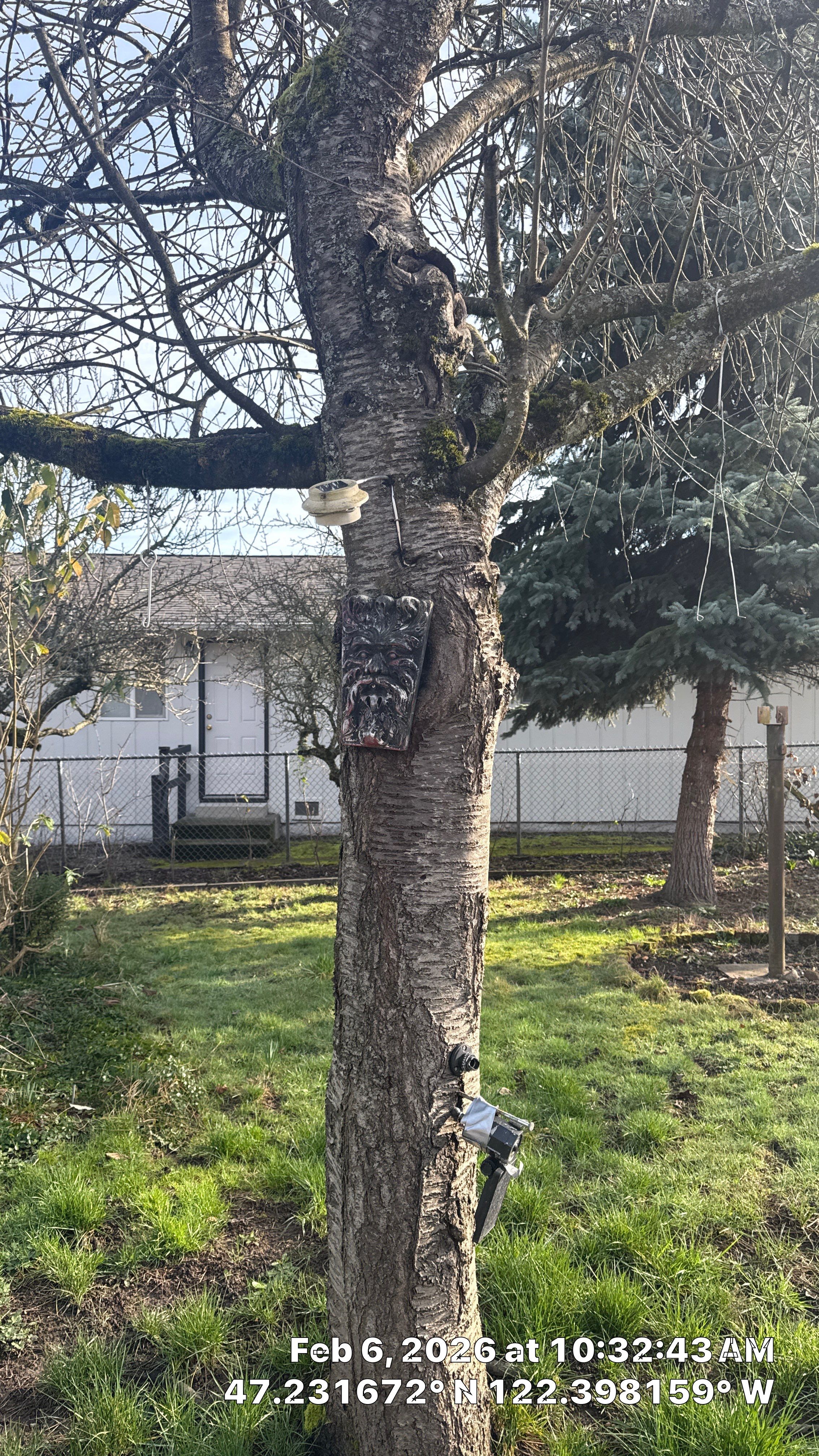 Arborist Development Report for Proposed Site Improvements – Tacoma, WA by Sound Tree Care LLC