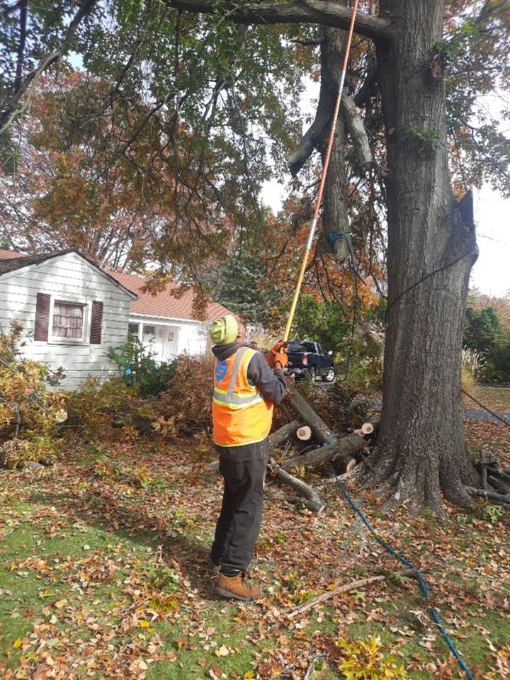 Tree Removal using Tree Removal by Mike Jones & Sons Tree Service LLC 