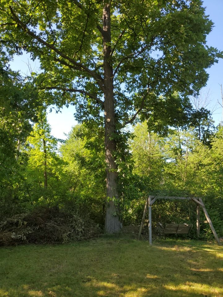 Tree Removal using Tree Removal by Mike Jones & Sons Tree Service LLC 