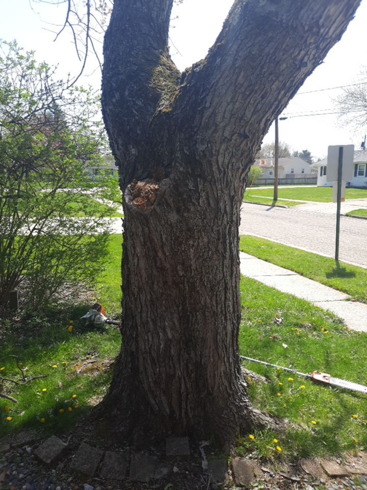 Tree Removal using Tree Removal by Mike Jones & Sons Tree Service LLC 