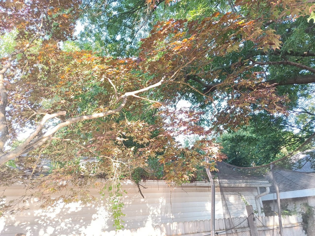 Tree Trimming using Tree Pruing by Mike Jones & Sons Tree Service LLC 
