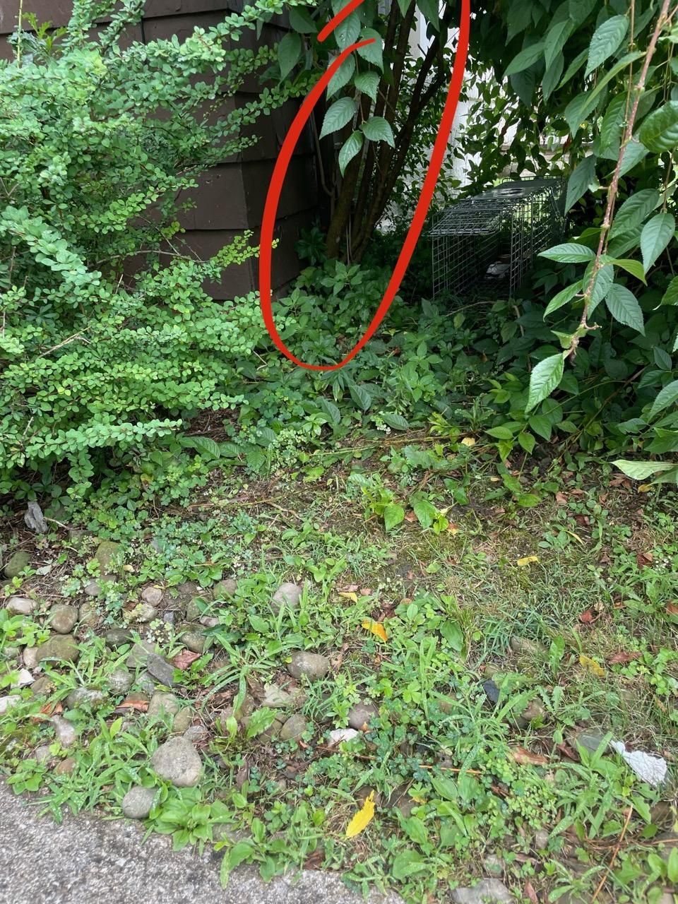 Tree Removal using Tree Removal by Mike Jones & Sons Tree Service LLC 