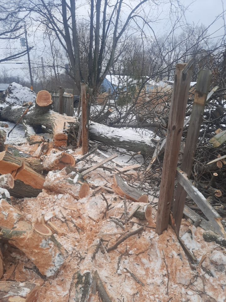 Storm Damaged Tree Removal  using Tree Removal by Mike Jones & Sons Tree Service LLC 