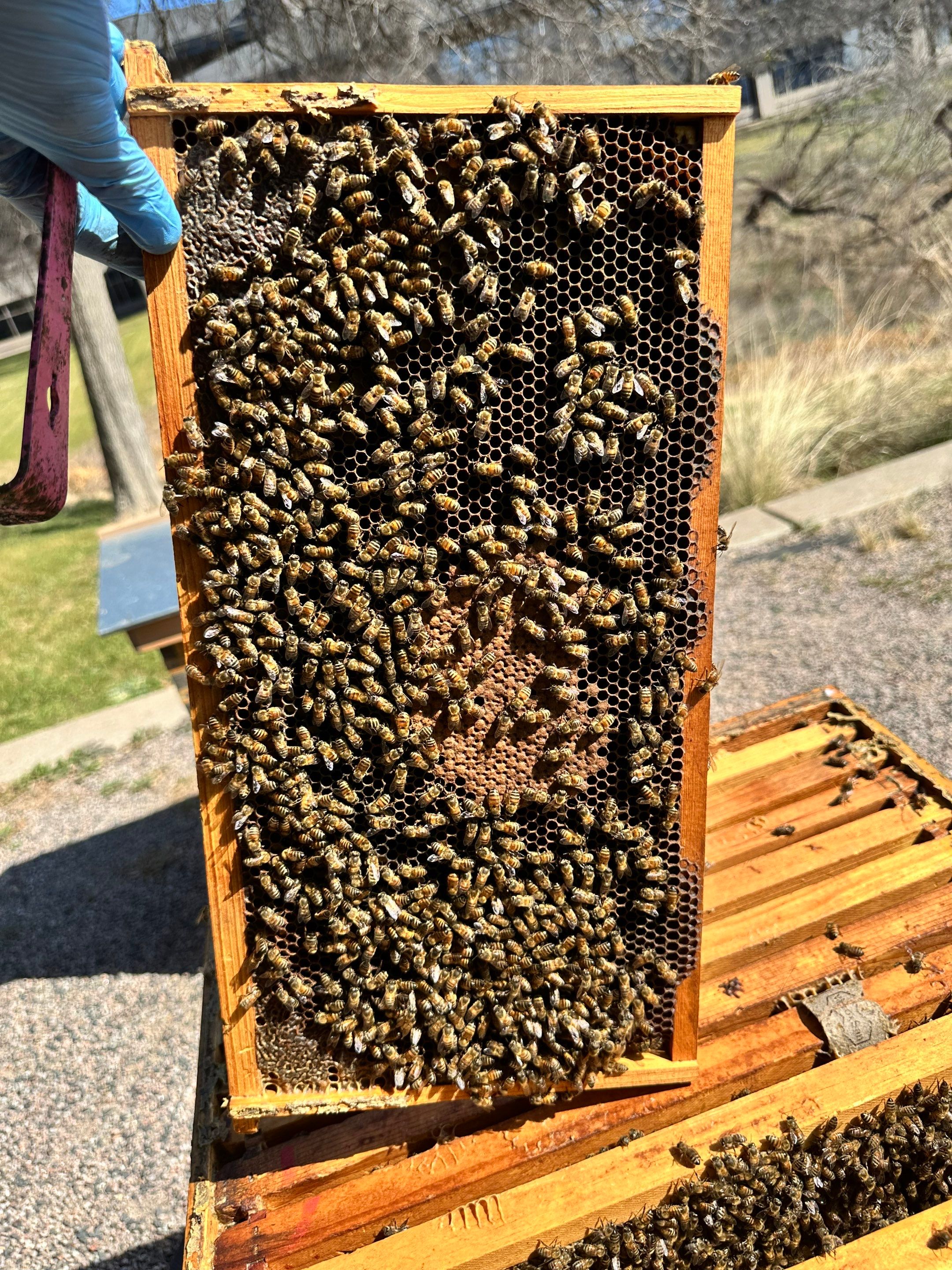 Offices in Irving with Bountiful Honey Bees by Rockwall Honey Bee Company