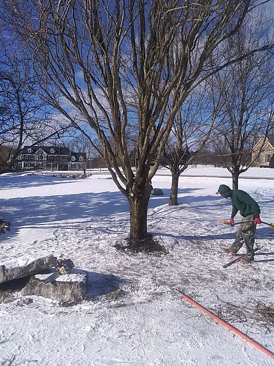 Tree Trimming using Tree Pruing by Mike Jones & Sons Tree Service LLC 