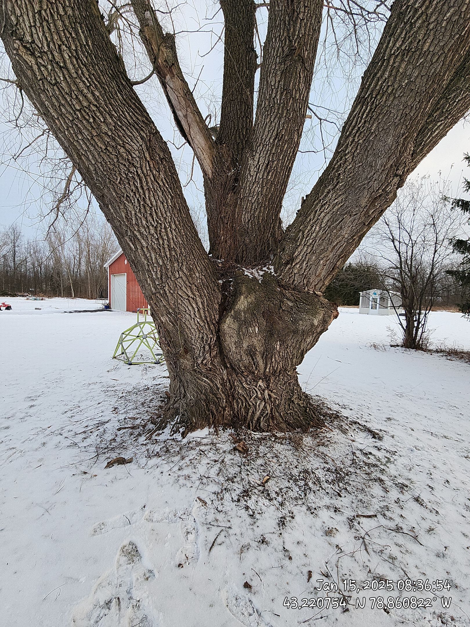 Tree Removal by Treeman Tom LLC