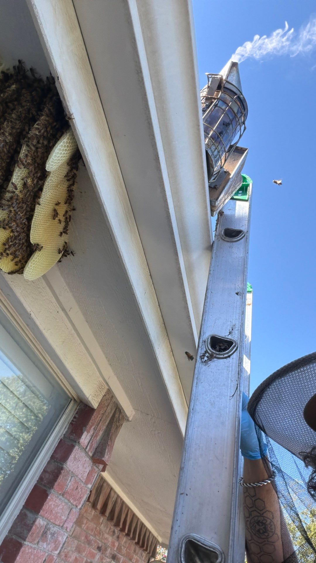 Open Air Colony in Rockwall, TX by Rockwall Honey Bee Company
