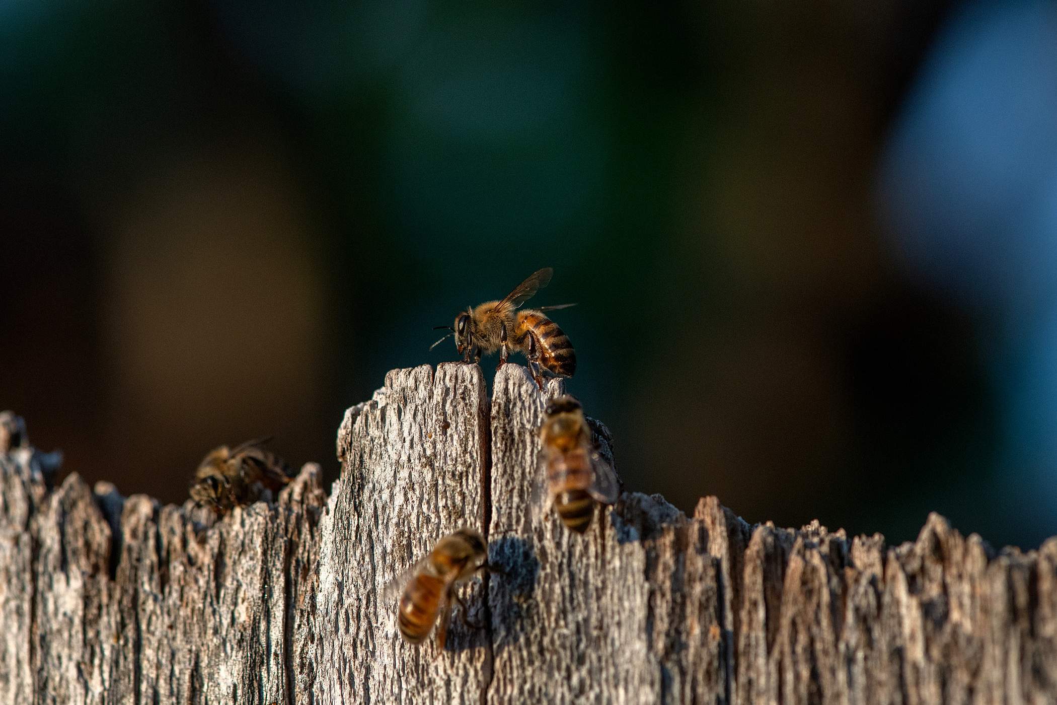 Brick Column by Rockwall Honey Bee Company