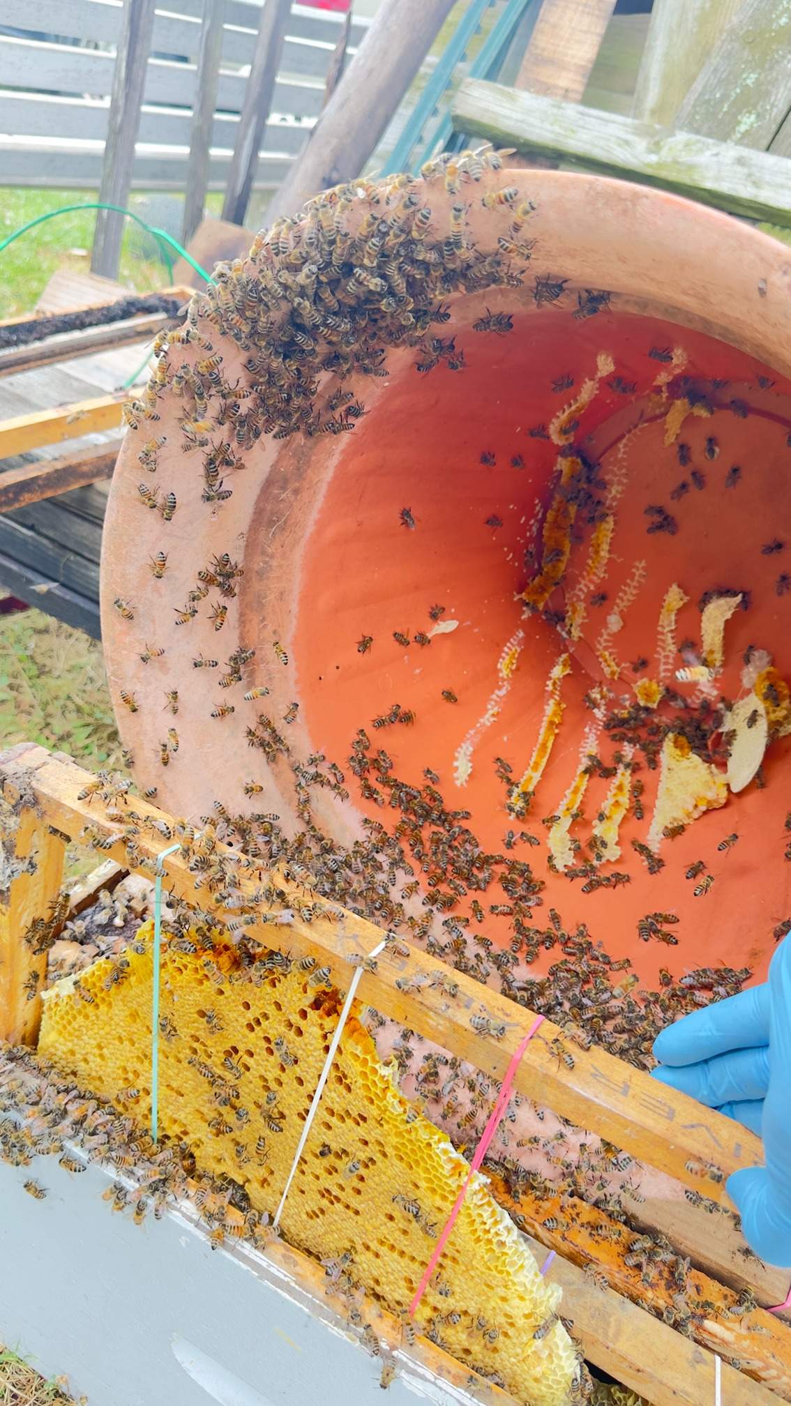 Water Spigot Swarm by Rockwall Honey Bee Company