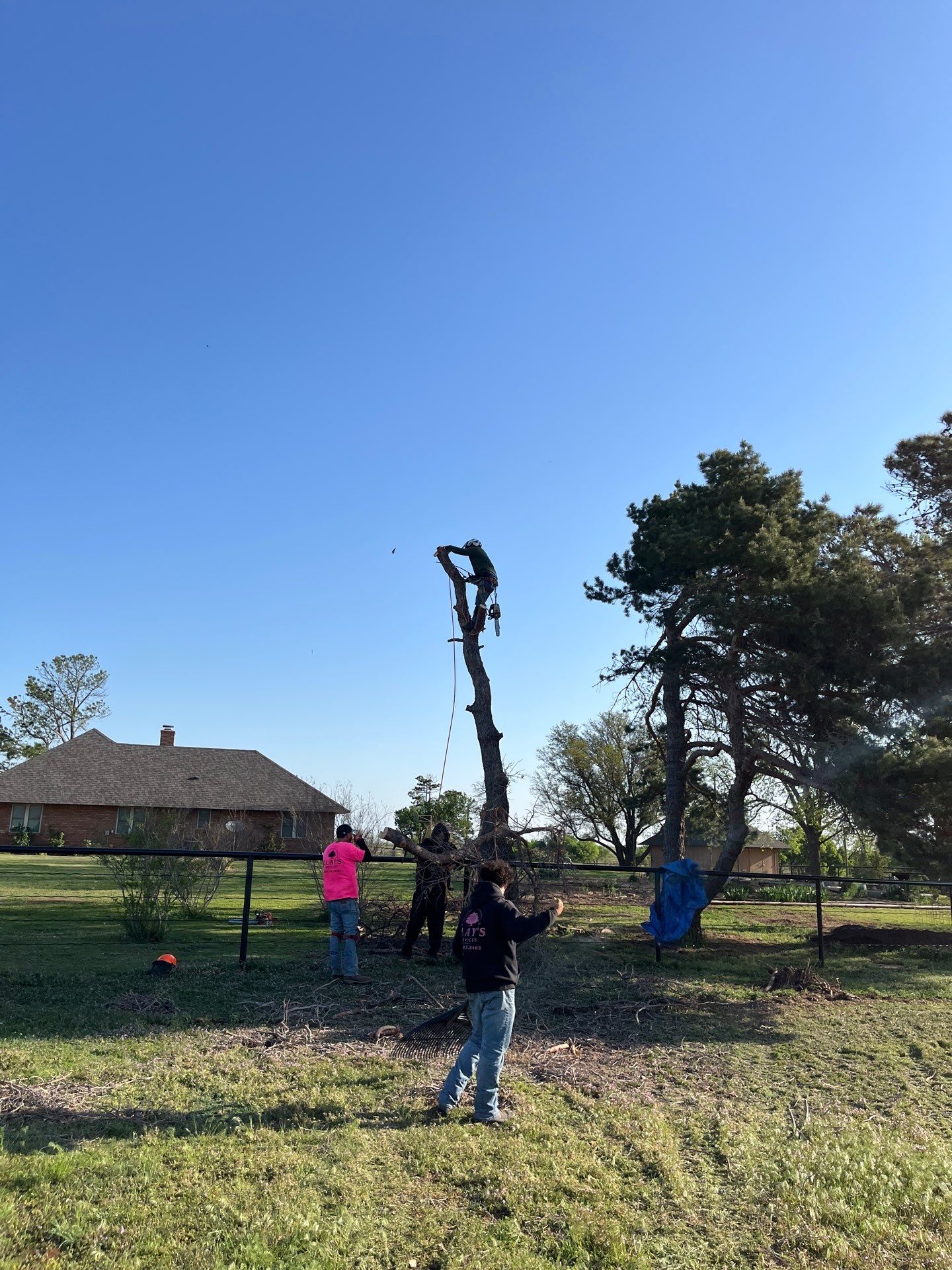 Tree Removal by Clays Services Inc
