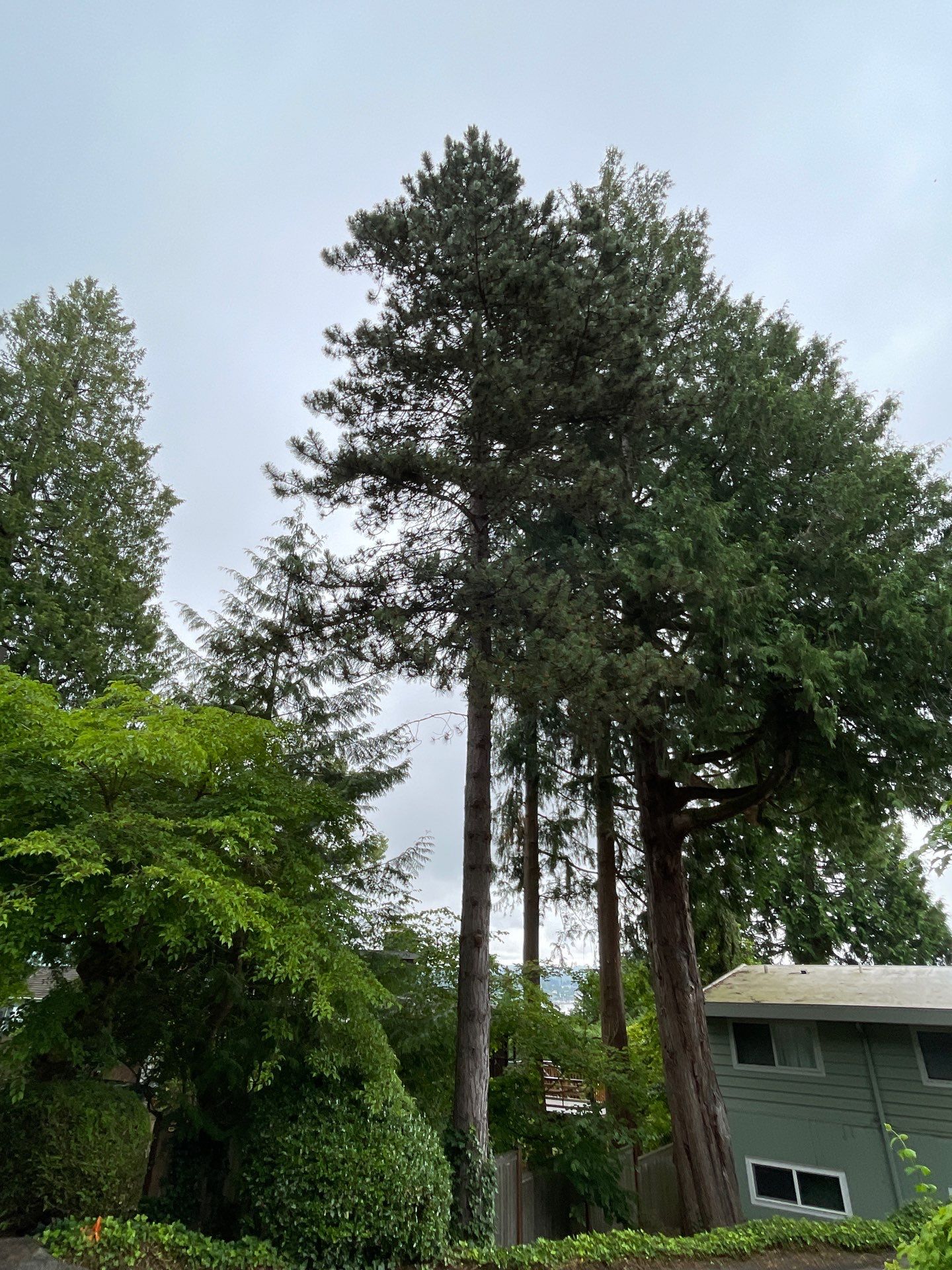 🌿Tree Inventory Showcase – Lake Forest Park, WA by Sound Tree Care LLC