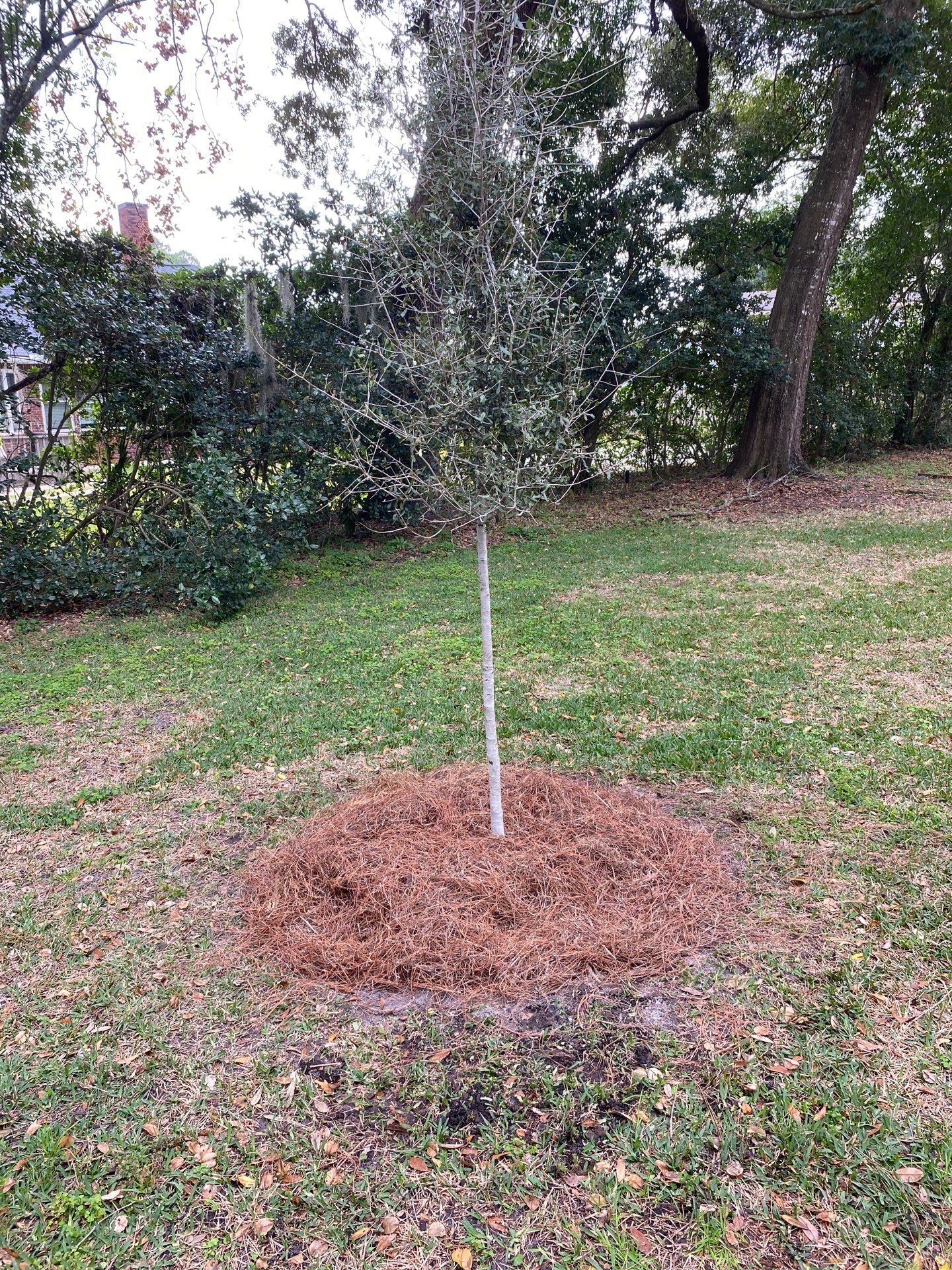 Deerwood | Live Oak Planting Project  by ProGreen Services