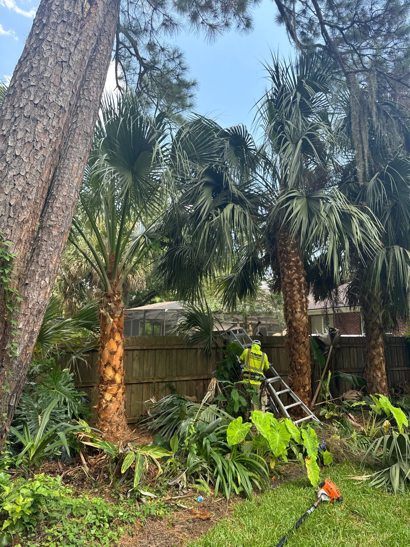 Deerwood Resident | Palm Tree Trimming & Booting by ProGreen Services
