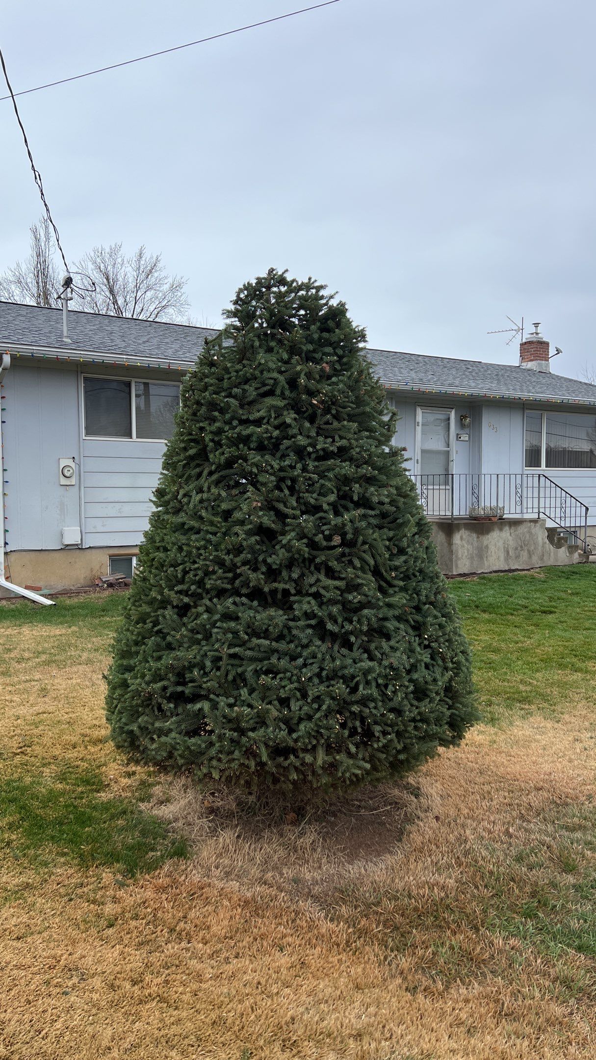 Tree Trimming by Harris Boys Landscape Co.