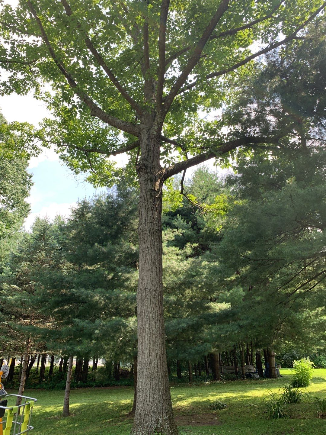 Tree Trimming & Tree Removal in Akron Ohio by Mike Jones & Sons Tree Service LLC 